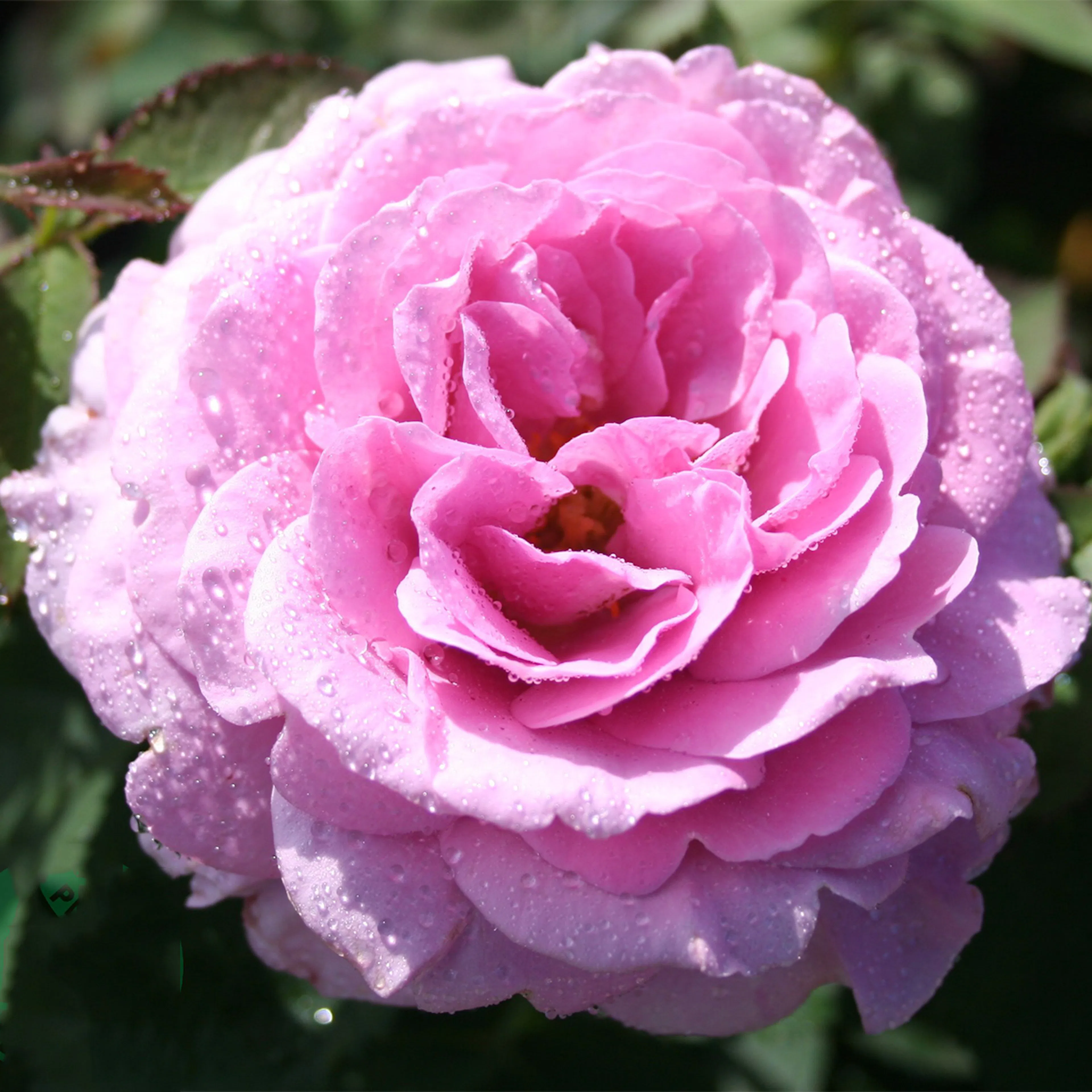Rosa "Lavender Ice", 5-pack 5-pack