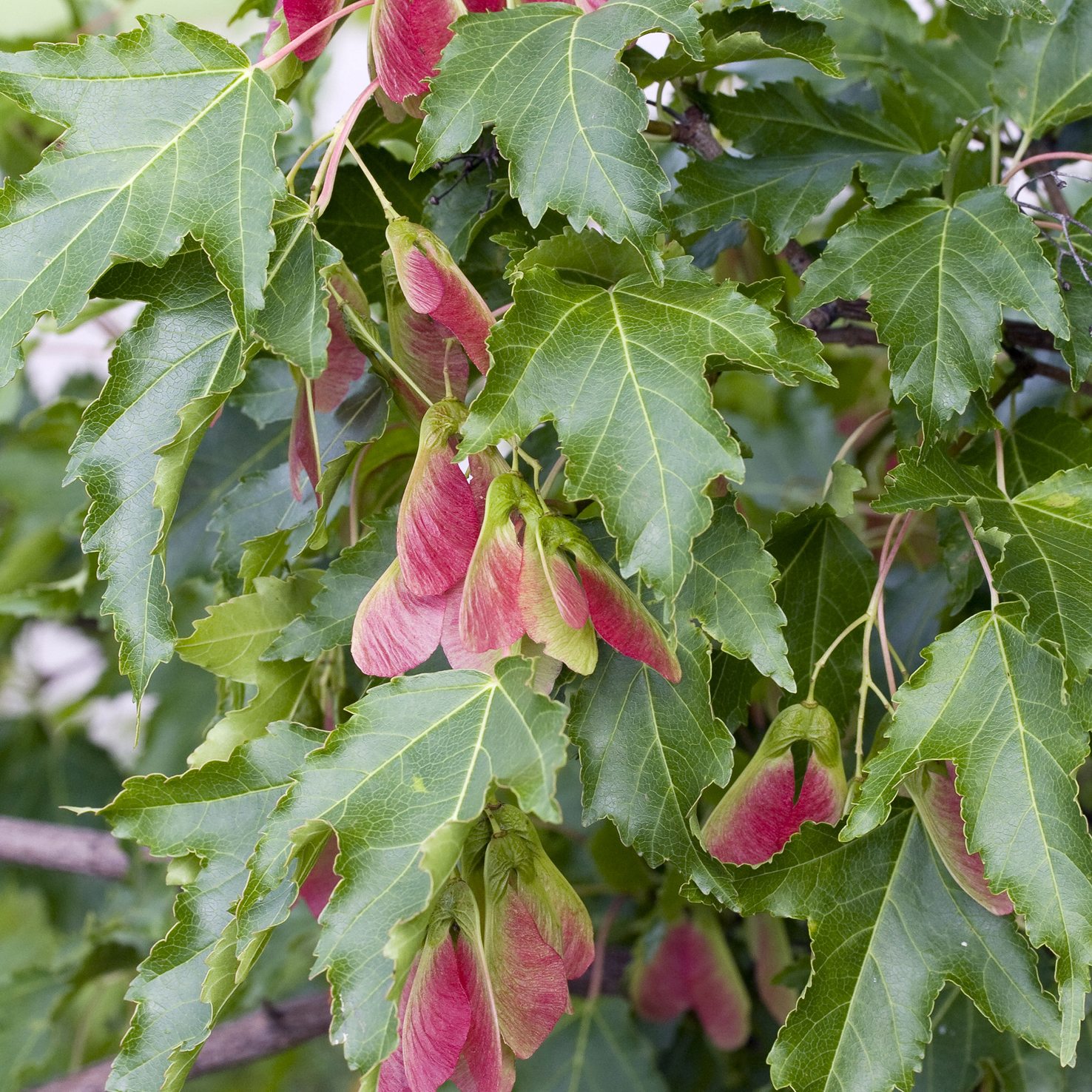 Lönn Omnia Garden Ginnala 50-80 cm