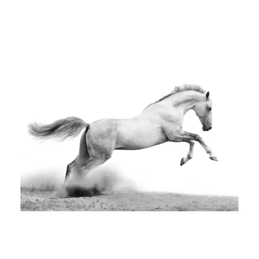 Fototapet Arkiio White Gallop