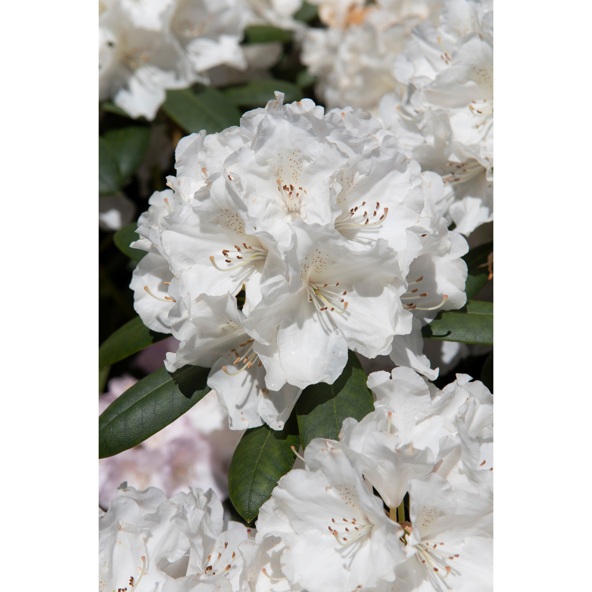 Rhododendron Omnia Garden Schneekrone 25-30 cm