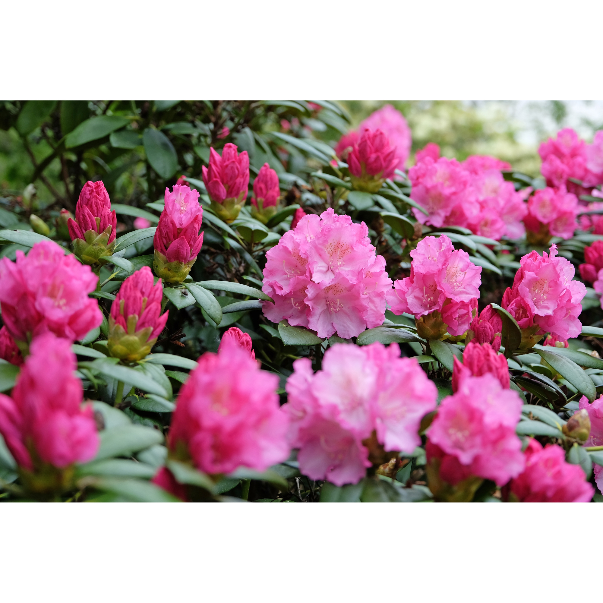 Rhododendron Omnia Garden Polaris Rosa Dvärg 25-30 cm