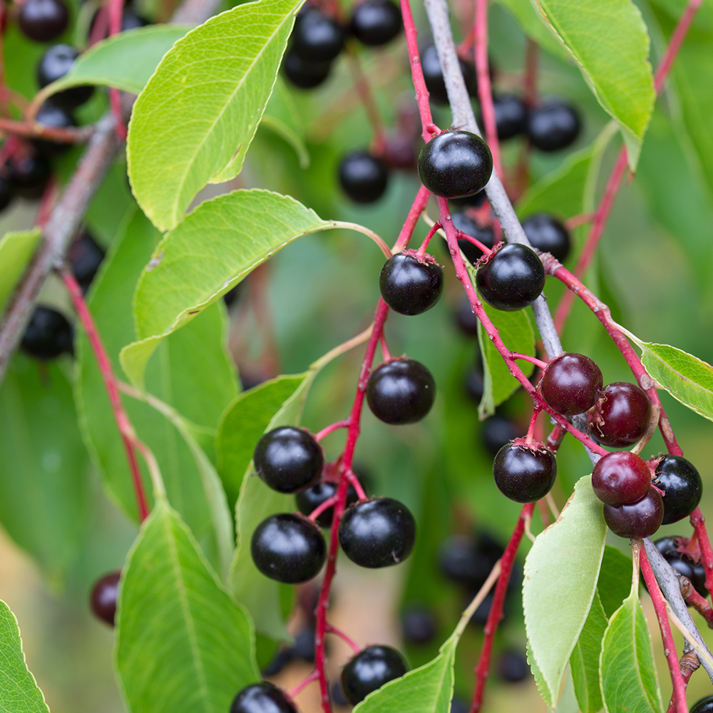 Prydnadsträd Omnia Garden Hägg, Vit Blomning & Grönt Lövverk, 120-175 cm