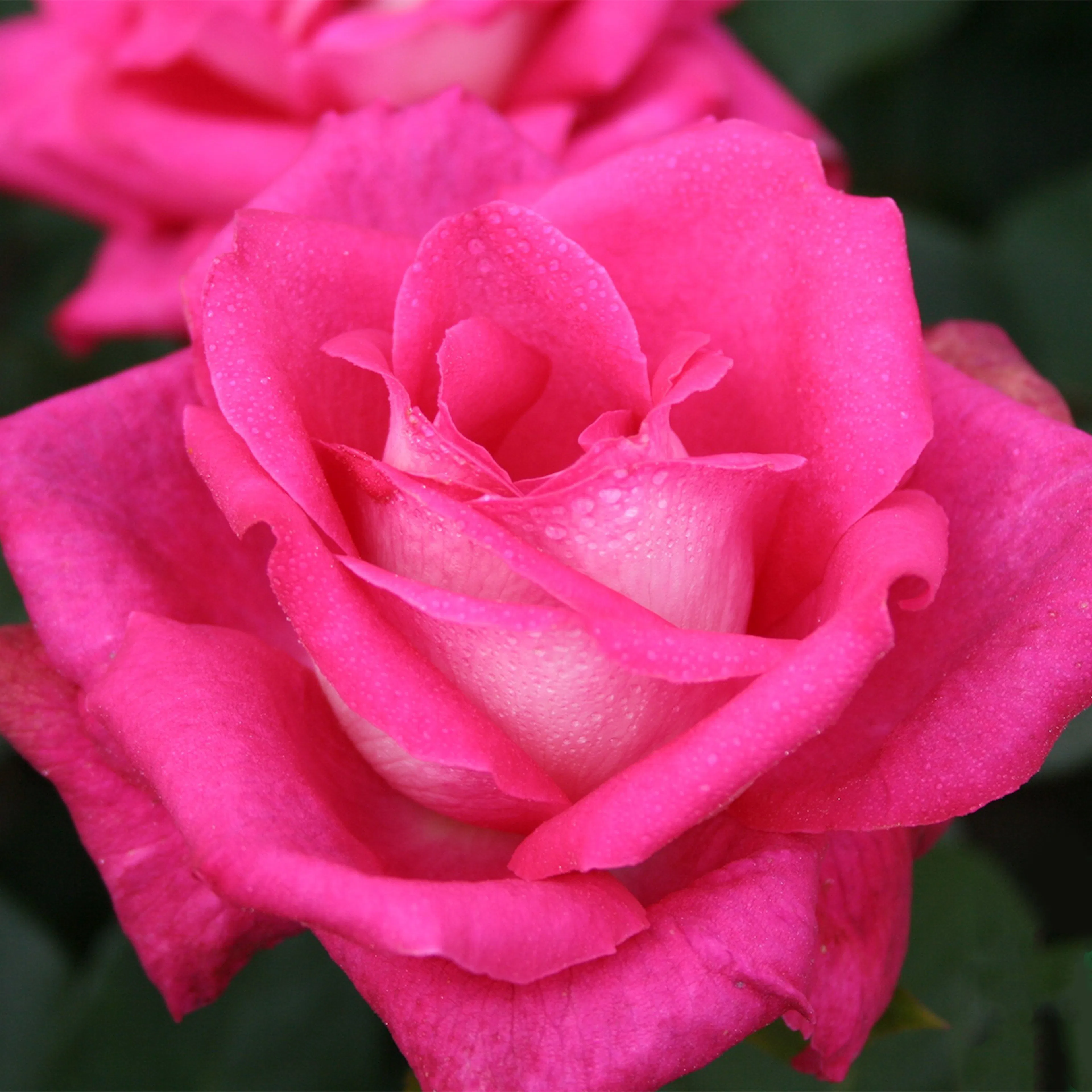Rosa "Acapella", 10-pack 10-pack