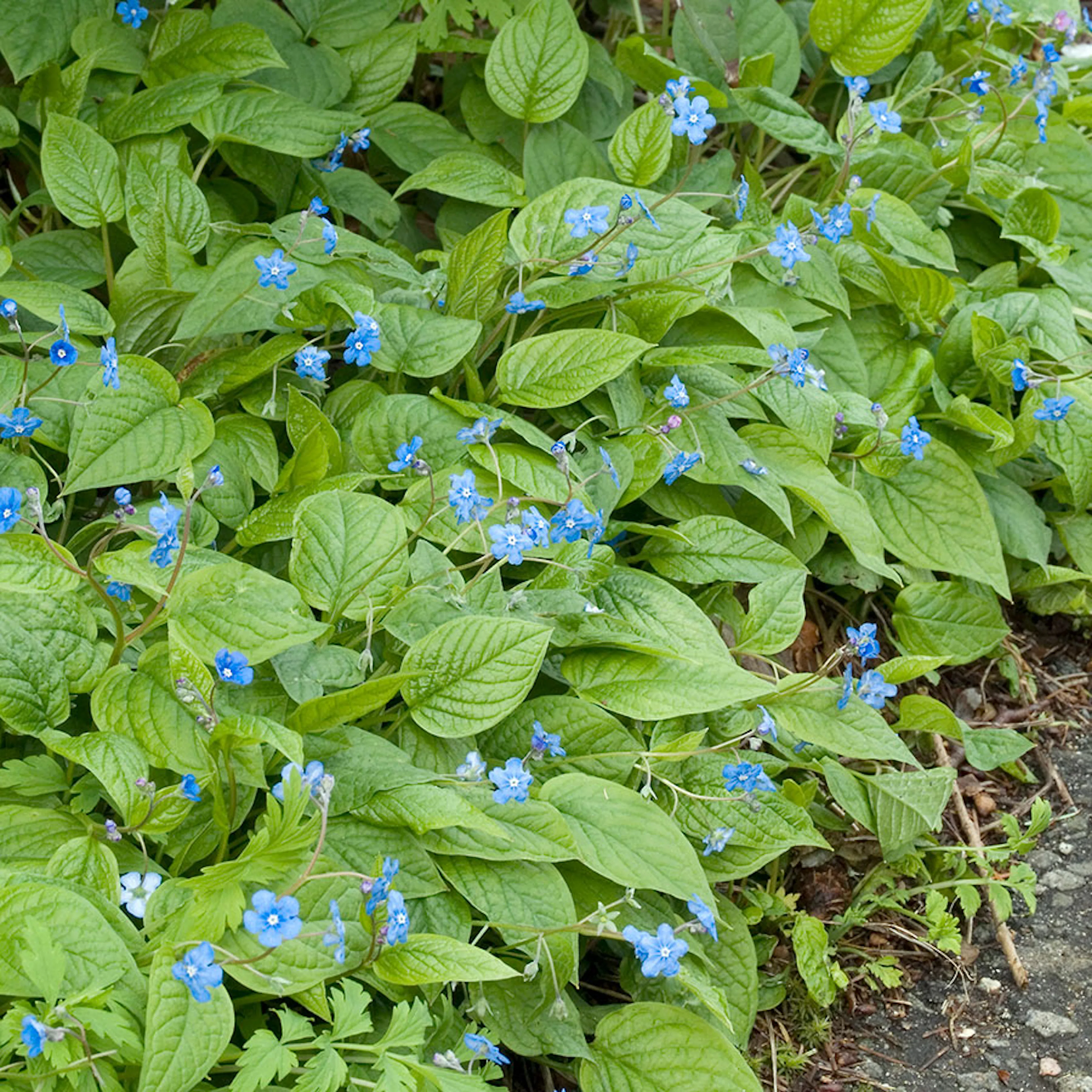 Planta Omnia Garden Ormöga