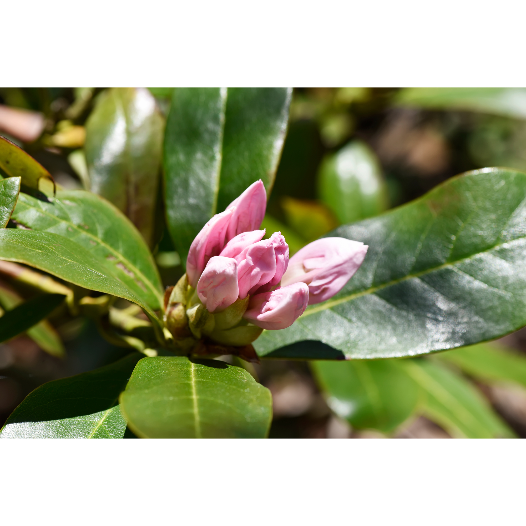 Rhododendron Omnia Garden Cunningham's White Vit Buske 30-40 cm