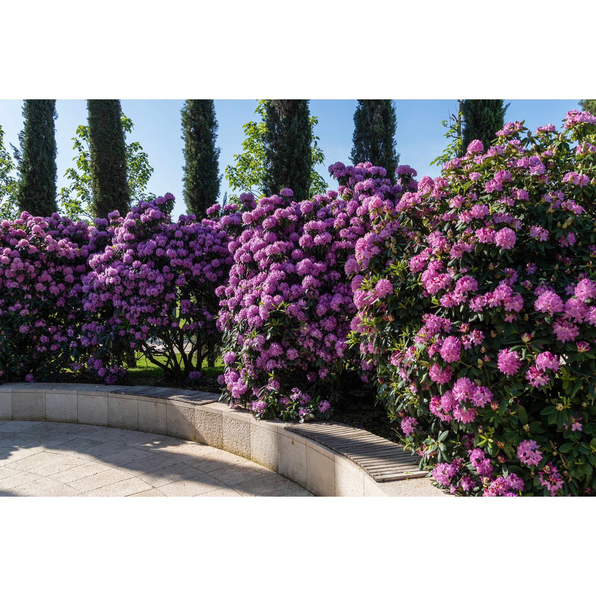 Rhododendron Omnia Garden Roseum Elegans Rosalila Buske 30-40 cm
