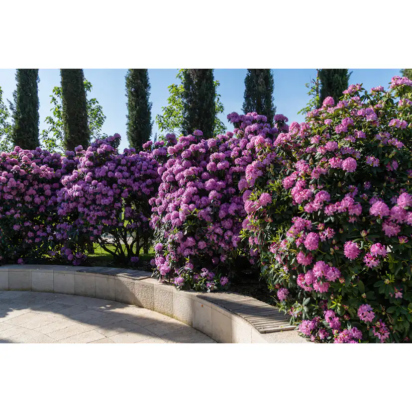 Rhododendron Omnia Garden Roseum Elegans Rosalila Buske 30-40 cm