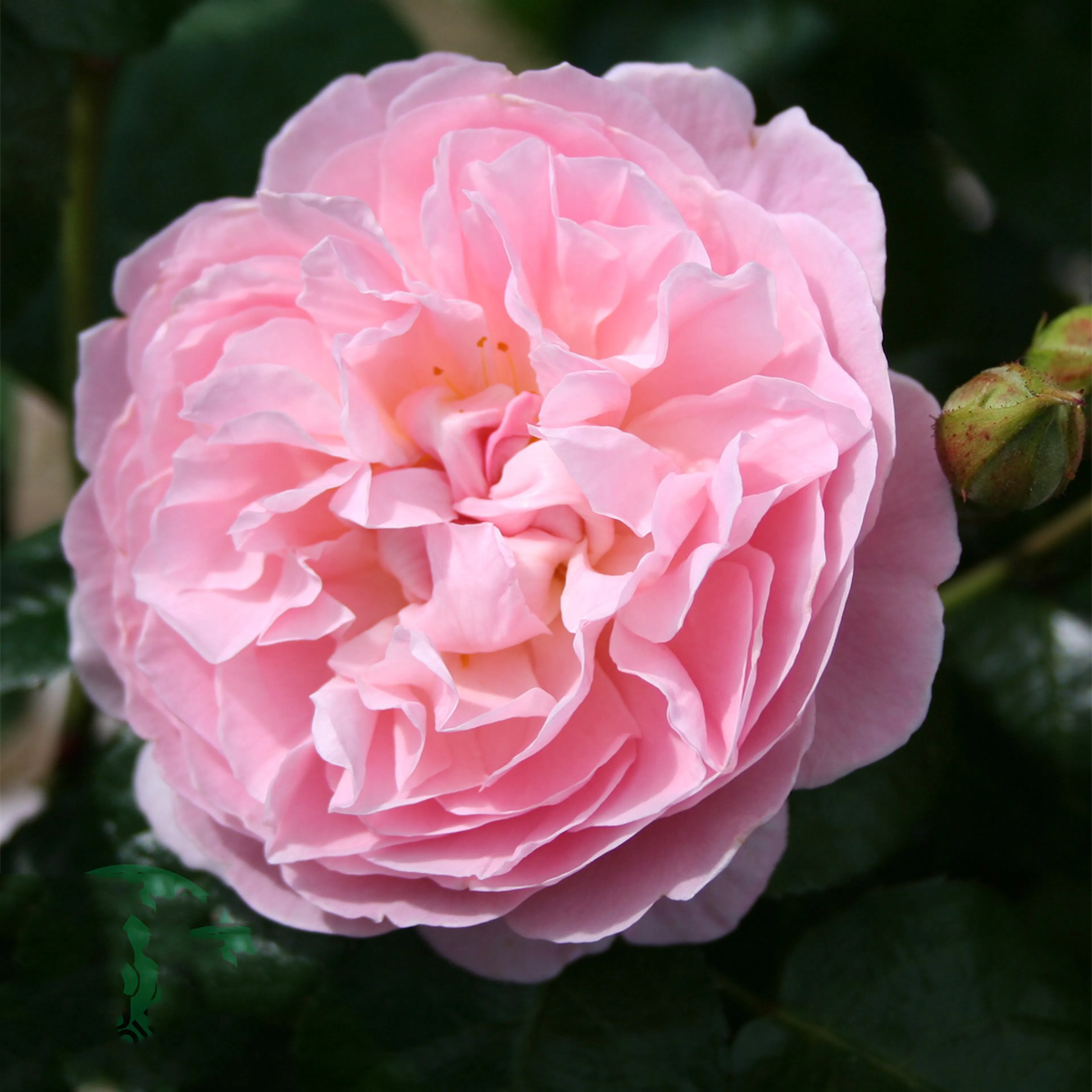 Rosa "The Generous Gardener", 5-pack 5-pack