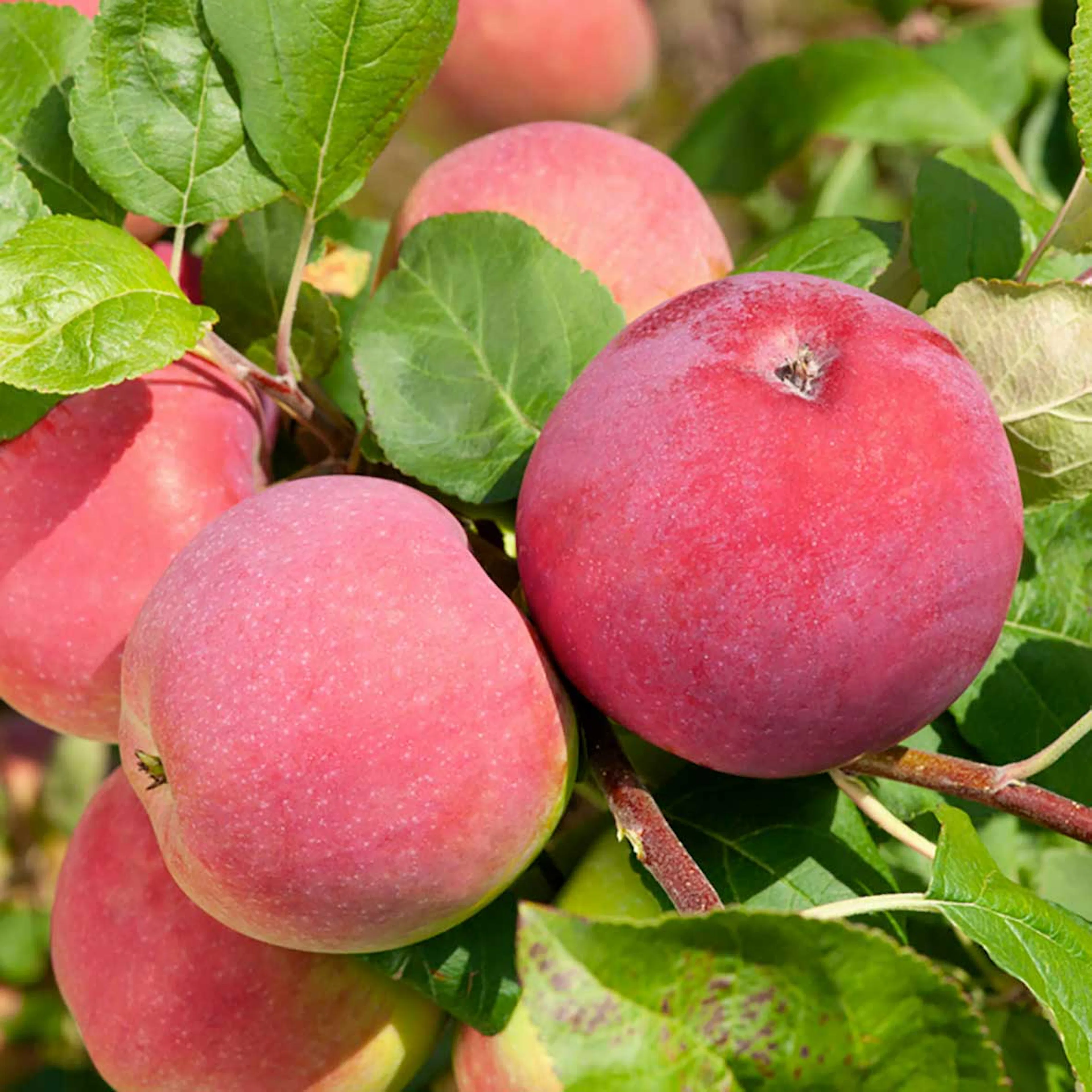 Äpple 'Röd Melba' E, co Utan uppbindningskit