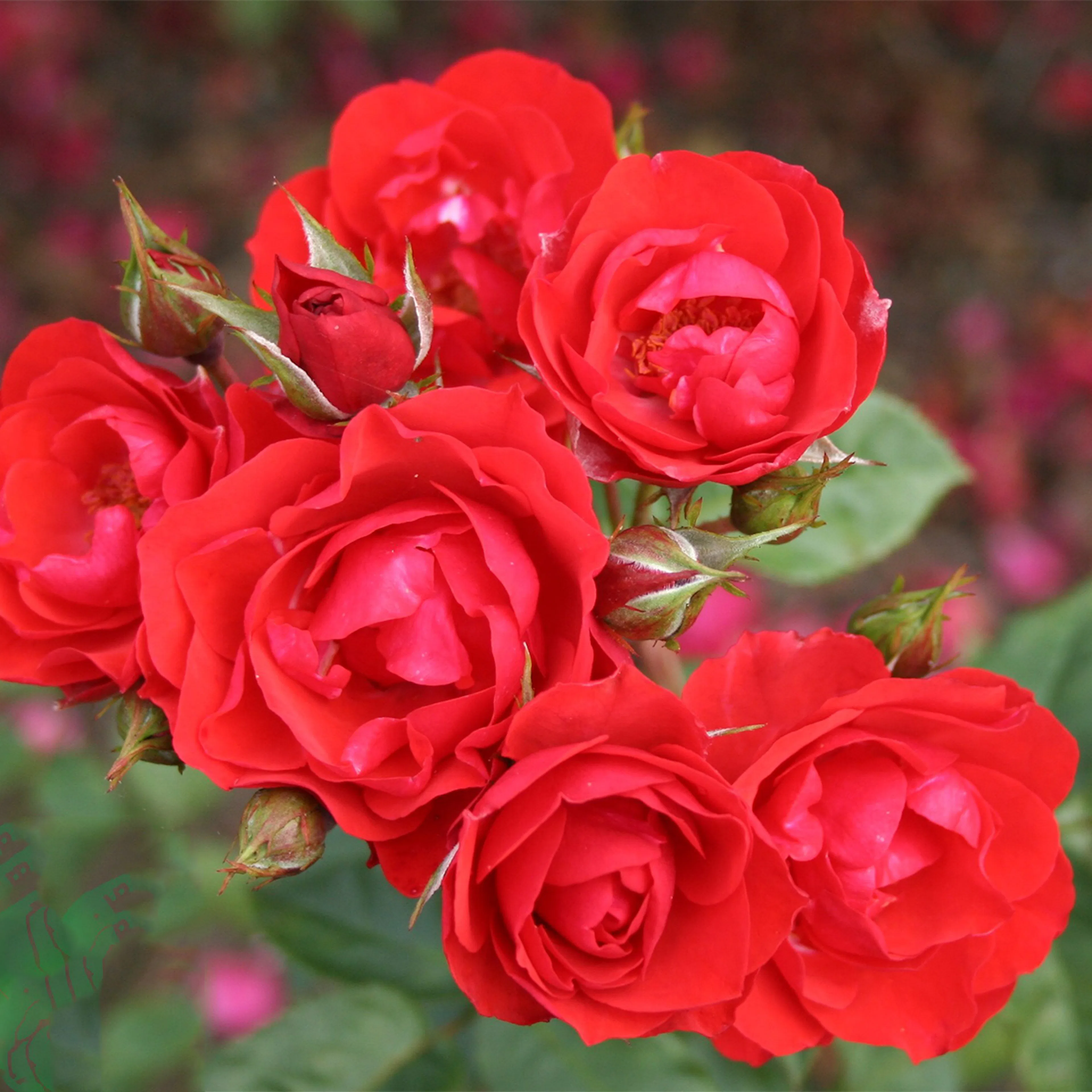 Rosa "Allotria", 10-pack 10-pack