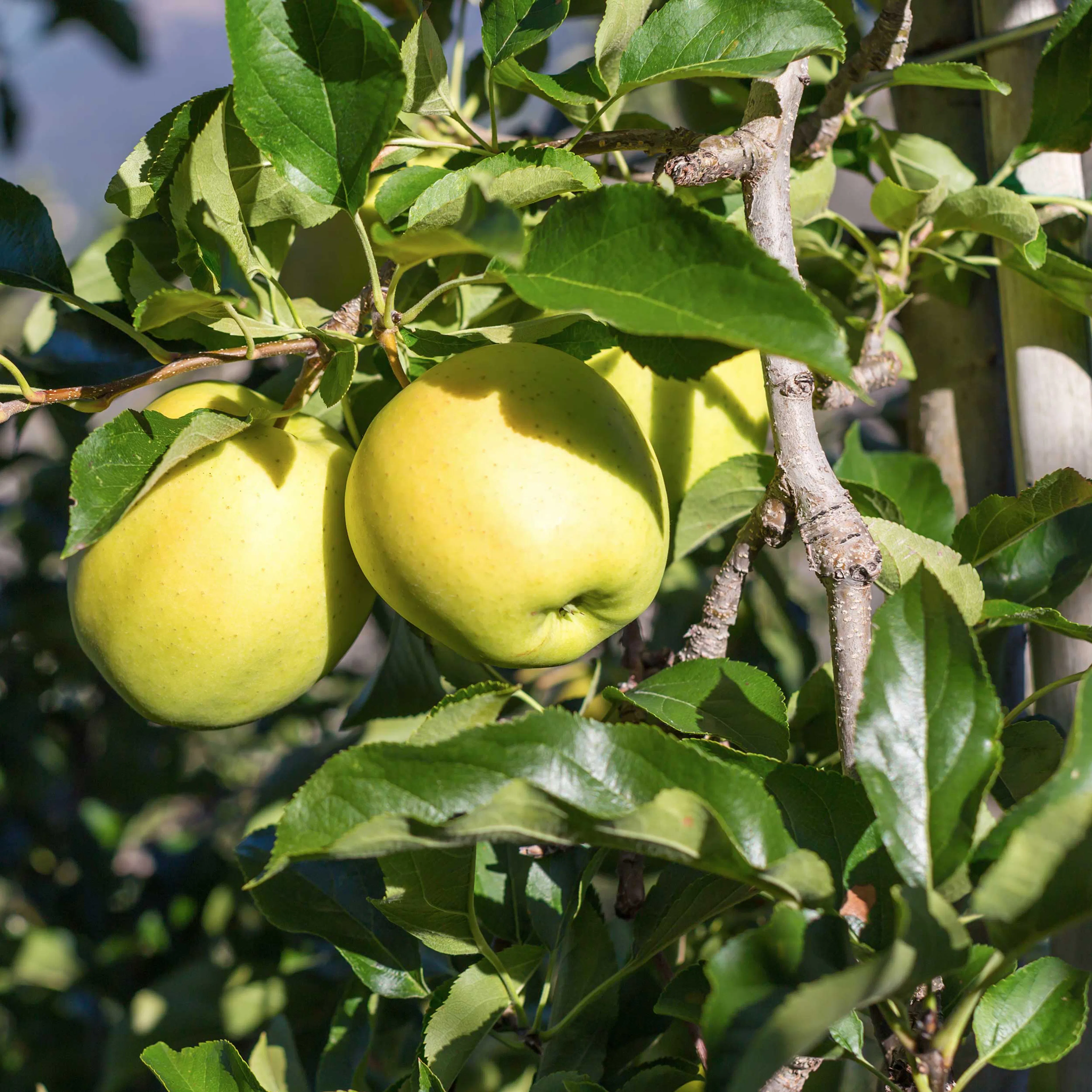 Äpple' Silva' E, co, inkl. uppbindnings kit Med uppbindningskit