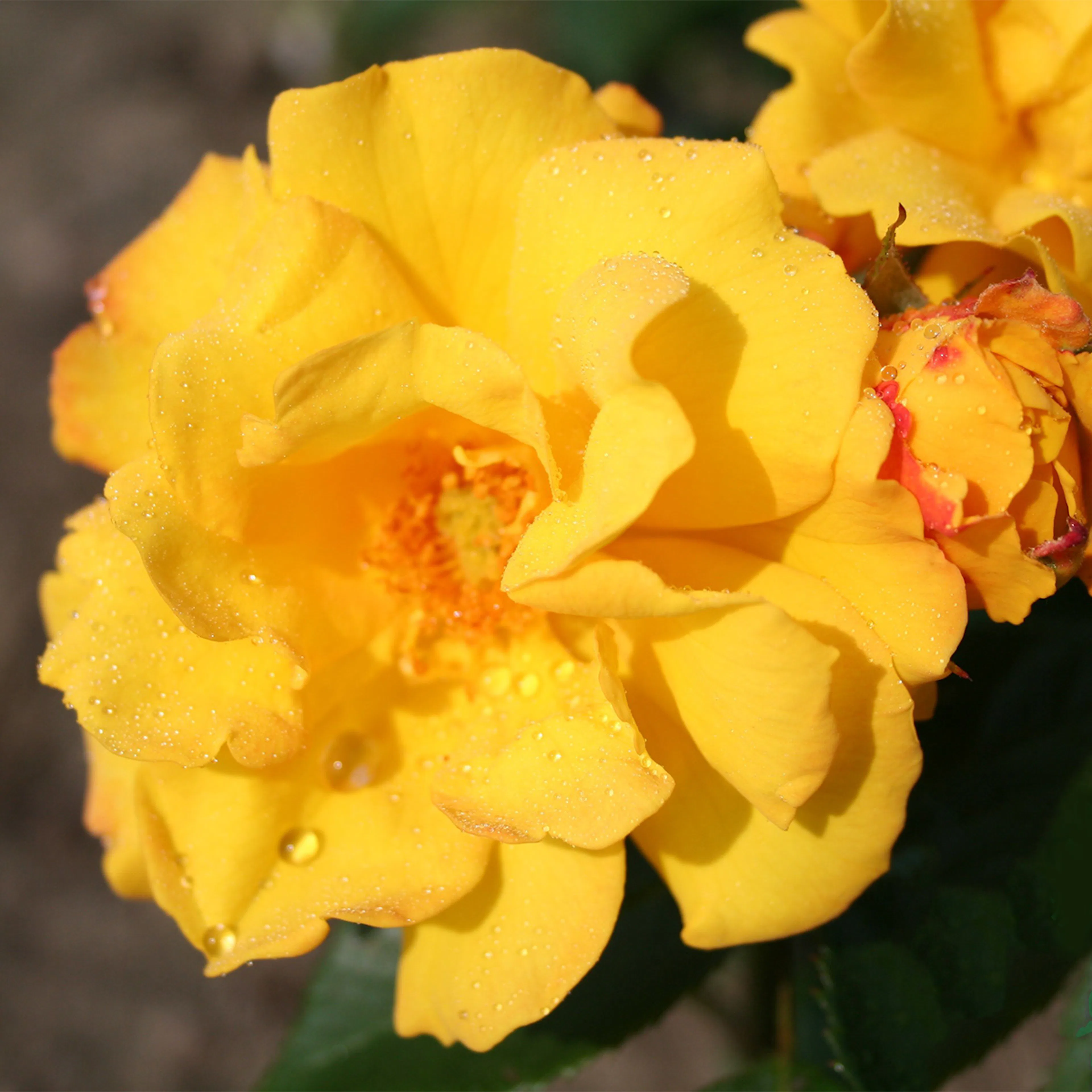 Rosa "Goldmarie", 10-pack 10-pack