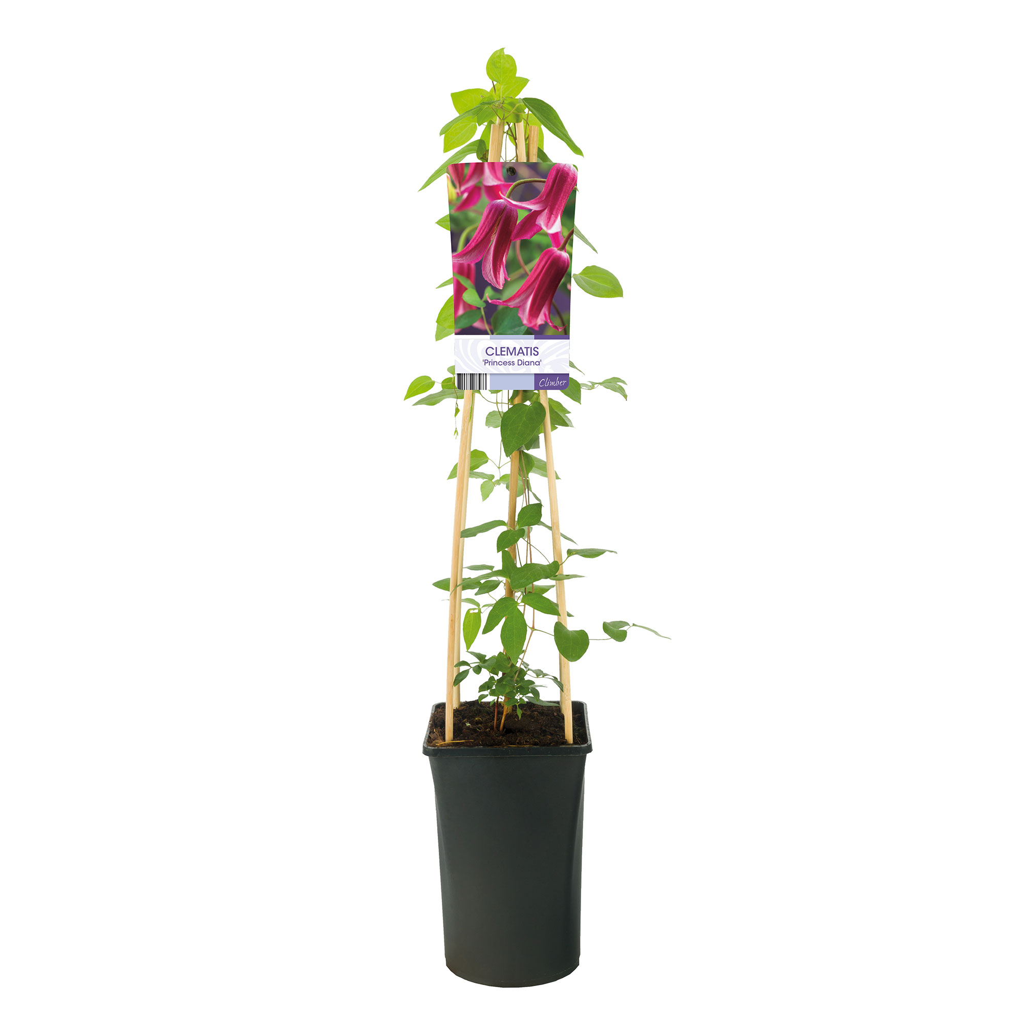 Klätterväxt Texensis Klematis Omnia Garden Princess Diana 40-60 cm