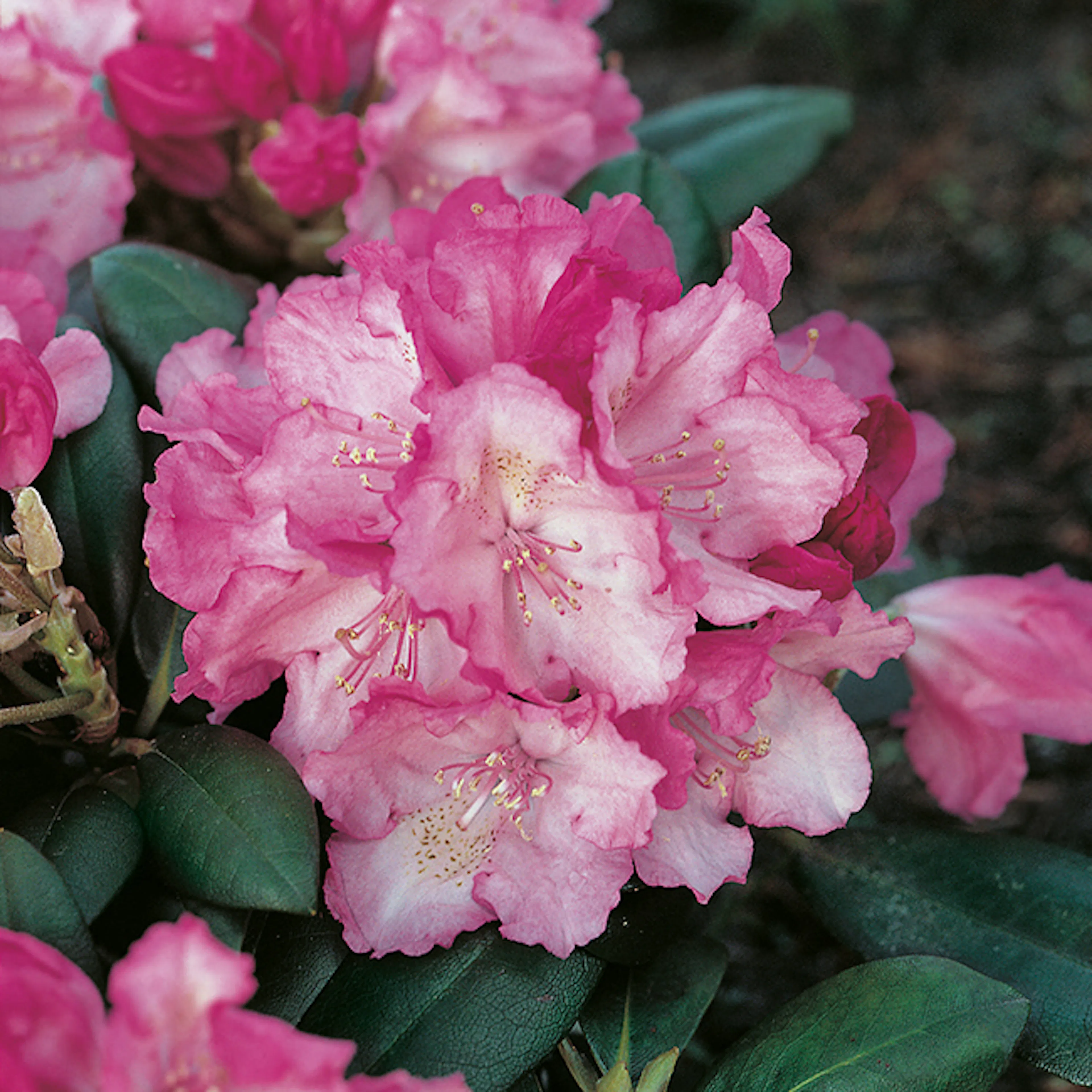 Rhododendron Omnia Garden Polaris Rosa Dvärg 25-30 cm, 3 st/frp