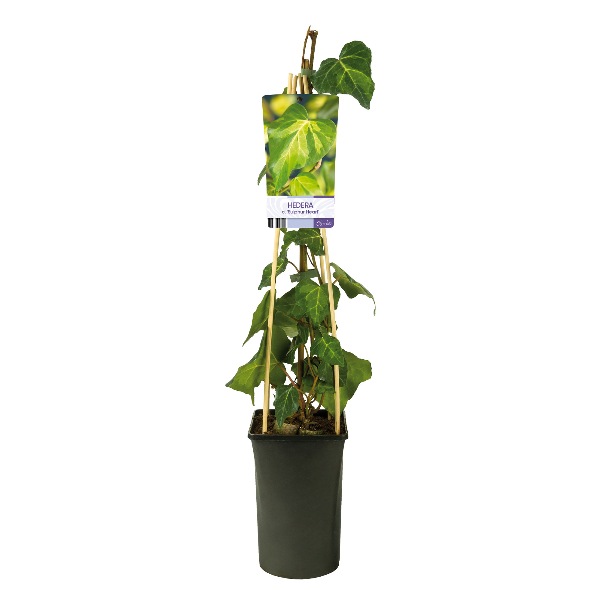 Klätterväxt Kaukasisk Murgröna Omnia Garden Sulphur Heart 40-60 cm