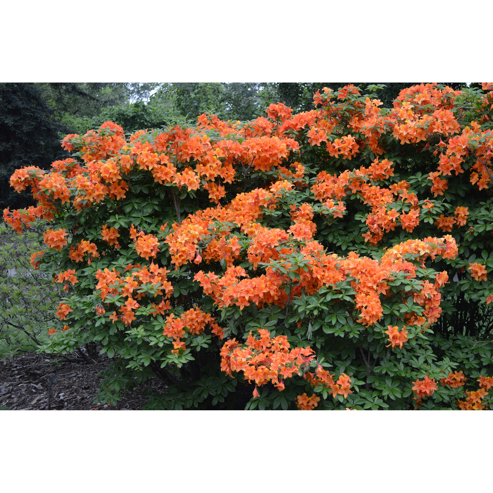 Rhododendron Azalea Omnia Garden Knaphill Golden Eagle Orange Buske 30-40 cm