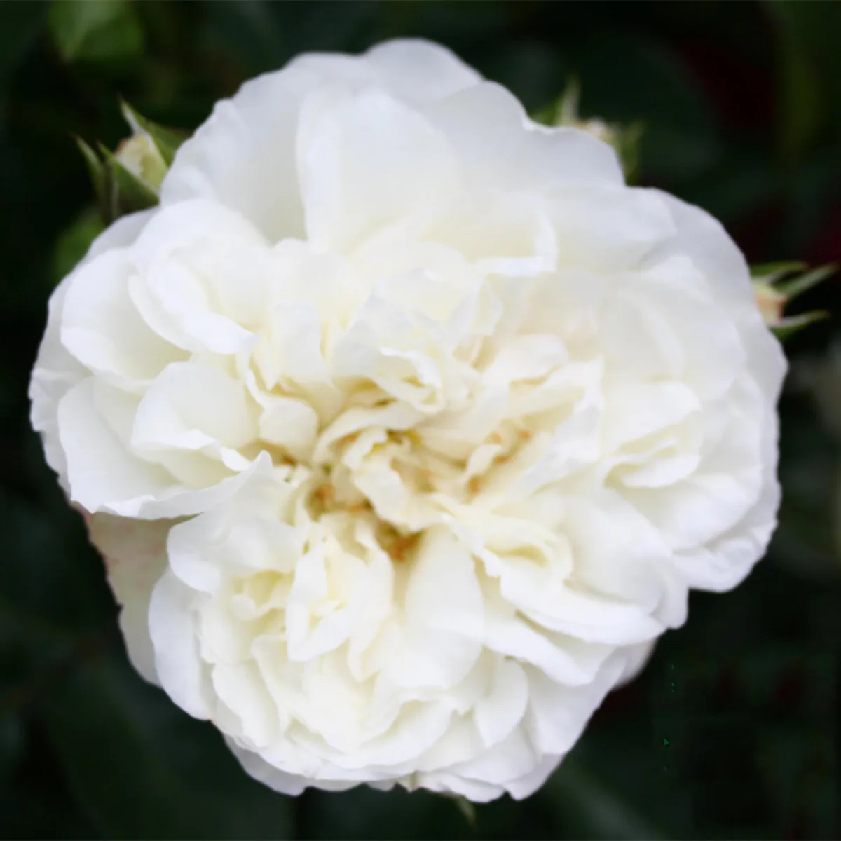 Marktäckande Buskros Omnia Garden White Meidiland