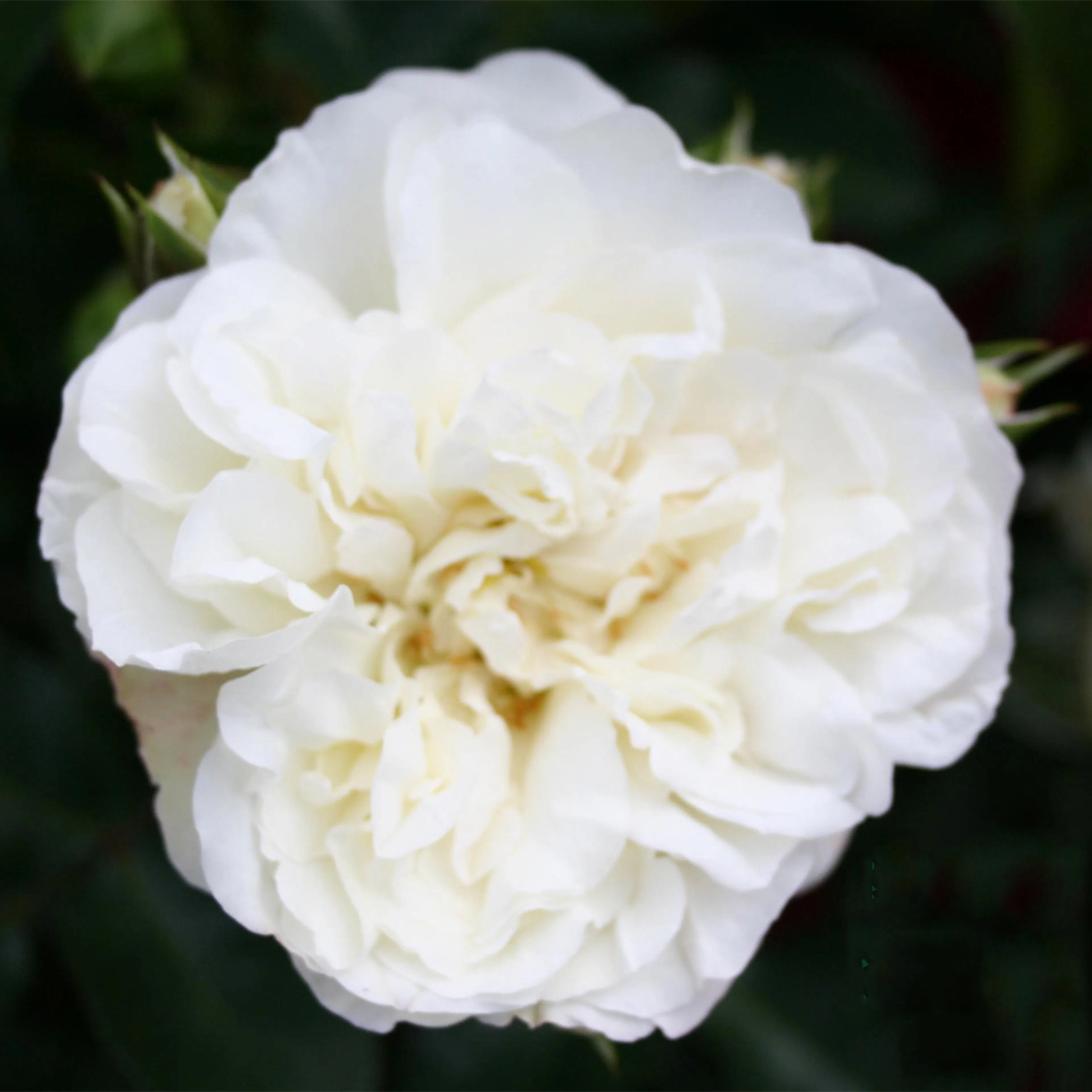 Rosa "White Meidiland", 5-pack 5-pack