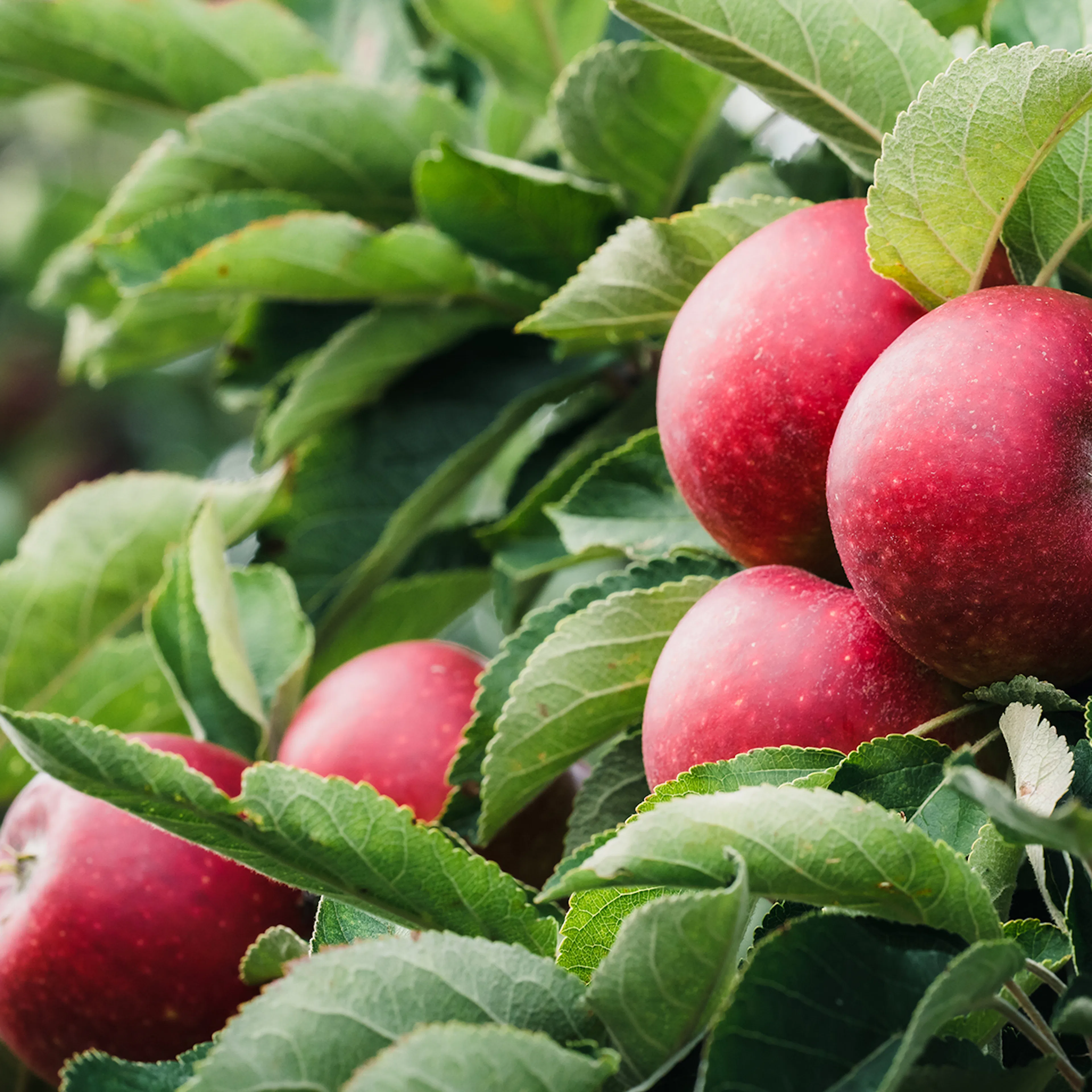 Äppelträd Omnia Garden Ingrid Marie Svagväxande
