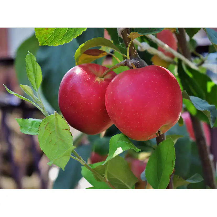 Äppelträd Omnia Garden Malus Domestica P.J. Bergius