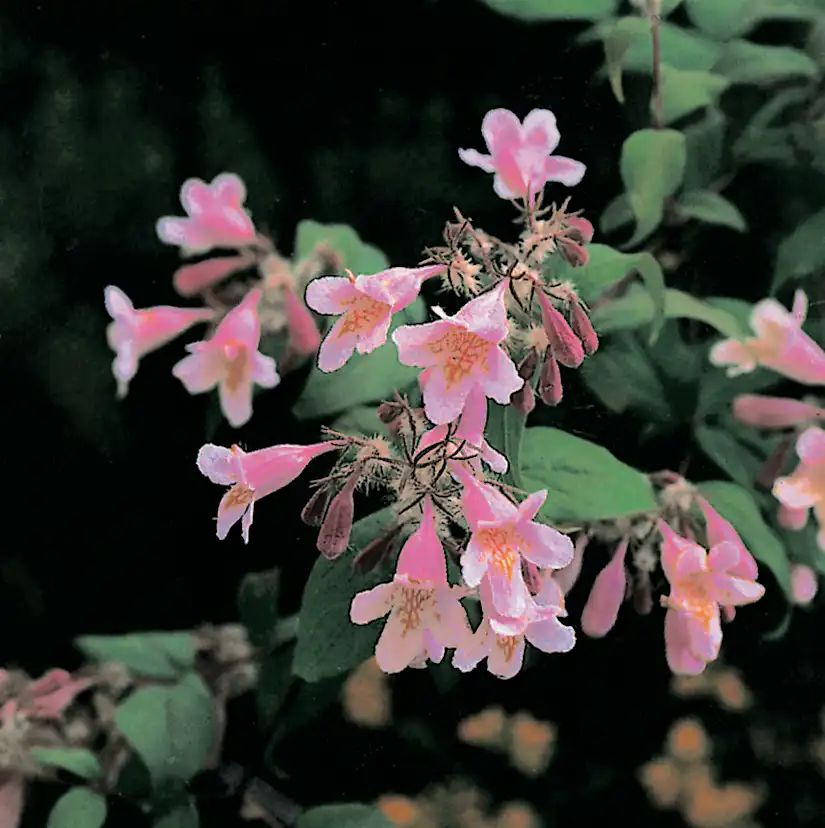 Paradisbuske Omnia Garden Solitär Prydnadsbuske Rosa Blomning 125-150 cm