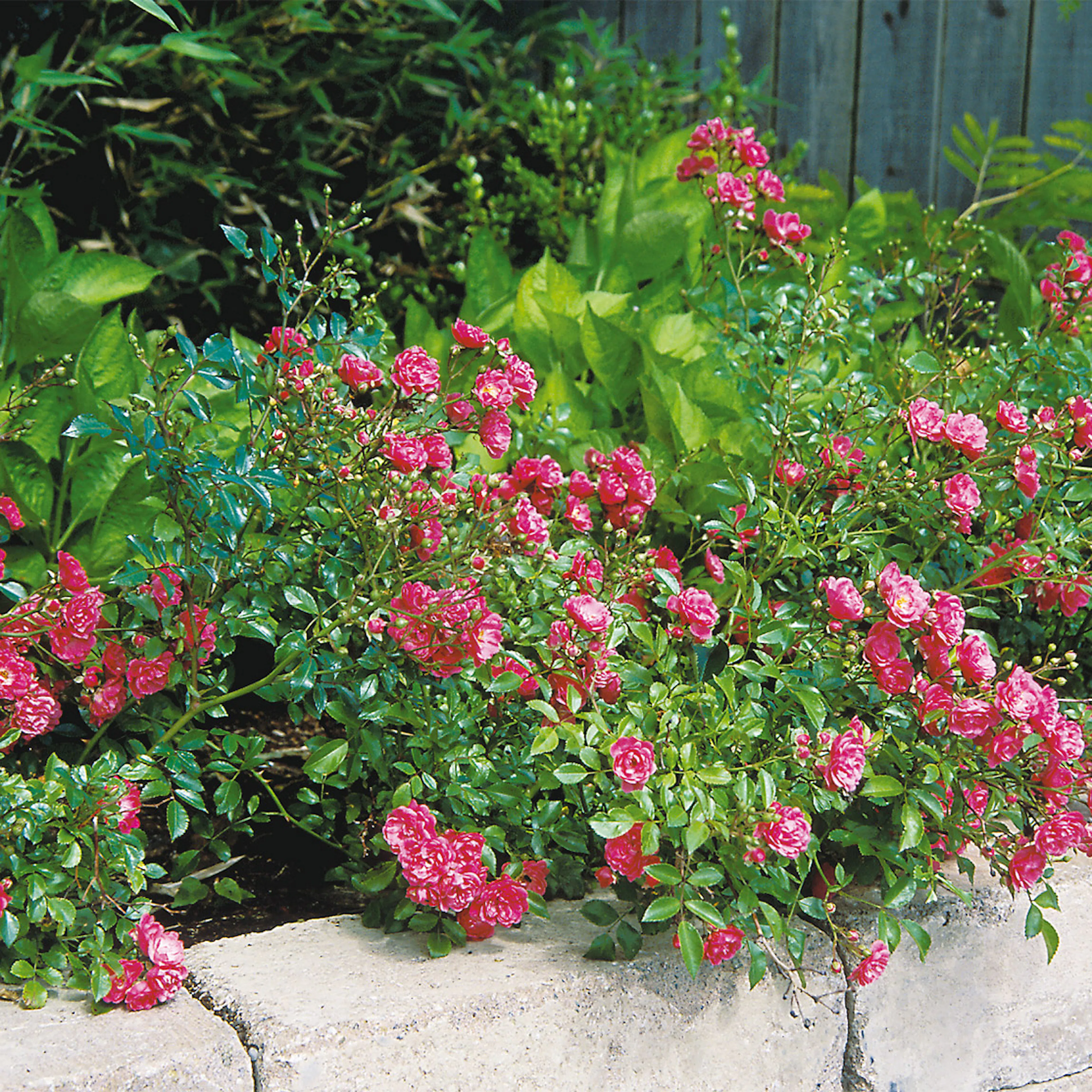 Rosa "Fairy Dance", 10-pack 10-pack