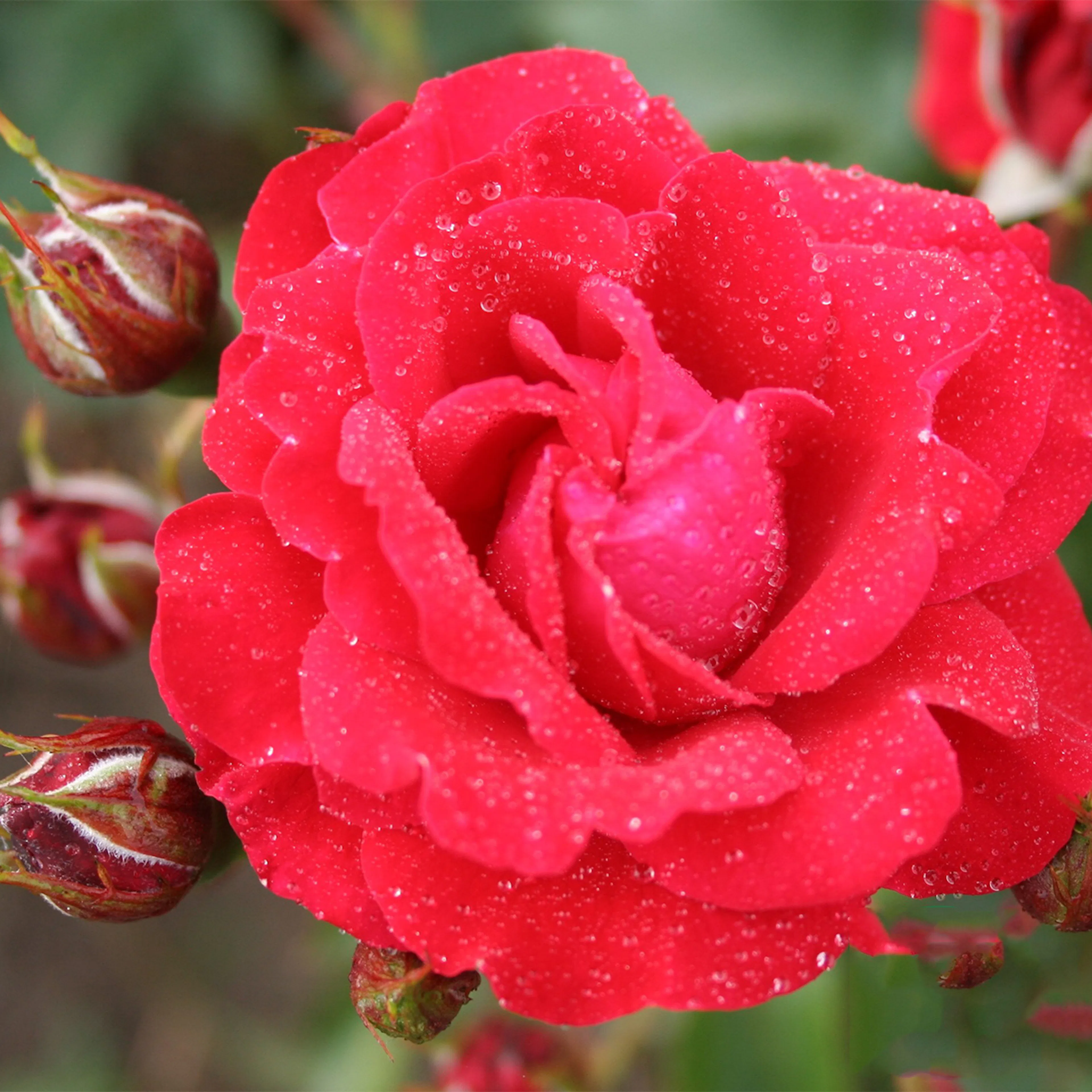 Rosa "Nina Weibull", 5-pack 5-pack