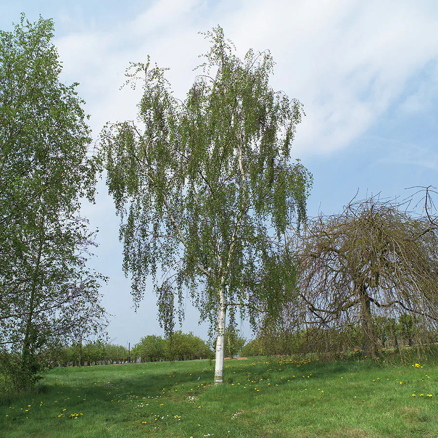 Prydnadsträd Omnia Garden Hängbjörk - Grönt Lövverk & Gul Blomning, 150-200 cm