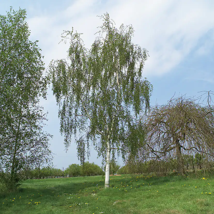 Prydnadsträd Omnia Garden Hängbjörk - Grönt Lövverk & Gul Blomning, 150-200 cm