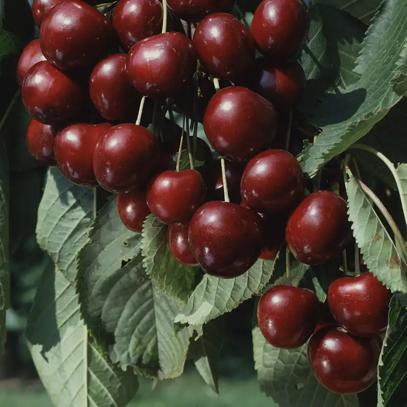 Sötkörsbärsträd Omnia Garden Sam