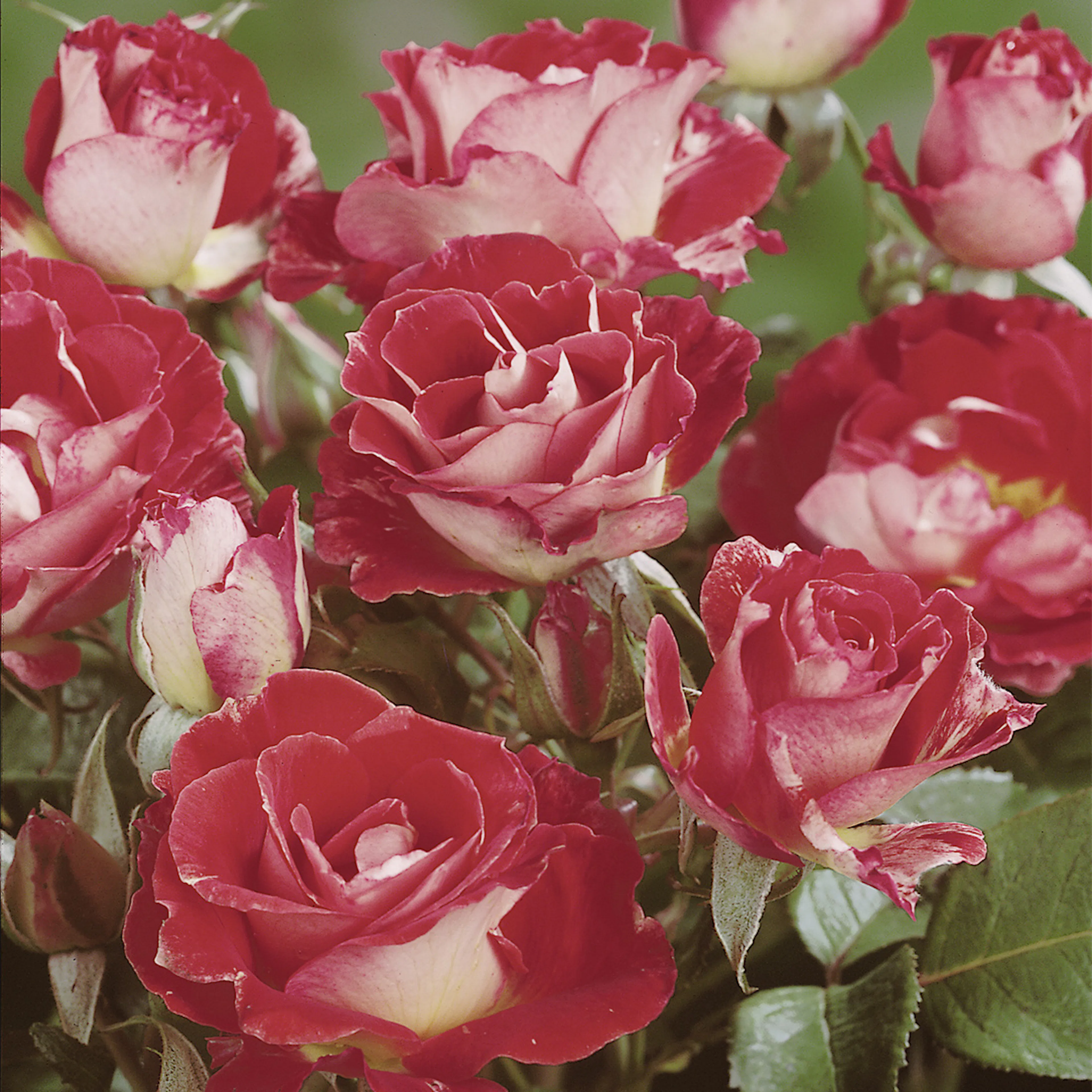 Rosa "Rock & Roll ", 5-pack 5-pack