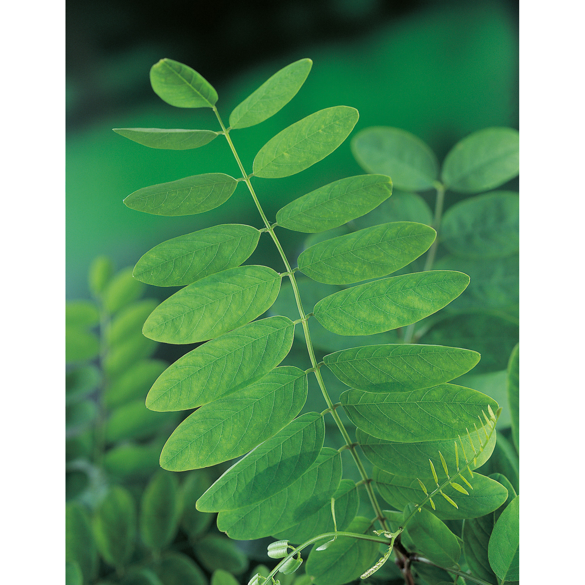 Robinia pseudoacacia 'Umbraculifera', högstam st.omf. 10-12c 10-12 cm