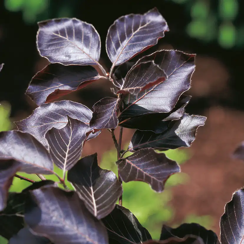 Prydnadsträd BlodBok Omnia Garden 125-150 cm Fagus Sylvatica Riversii