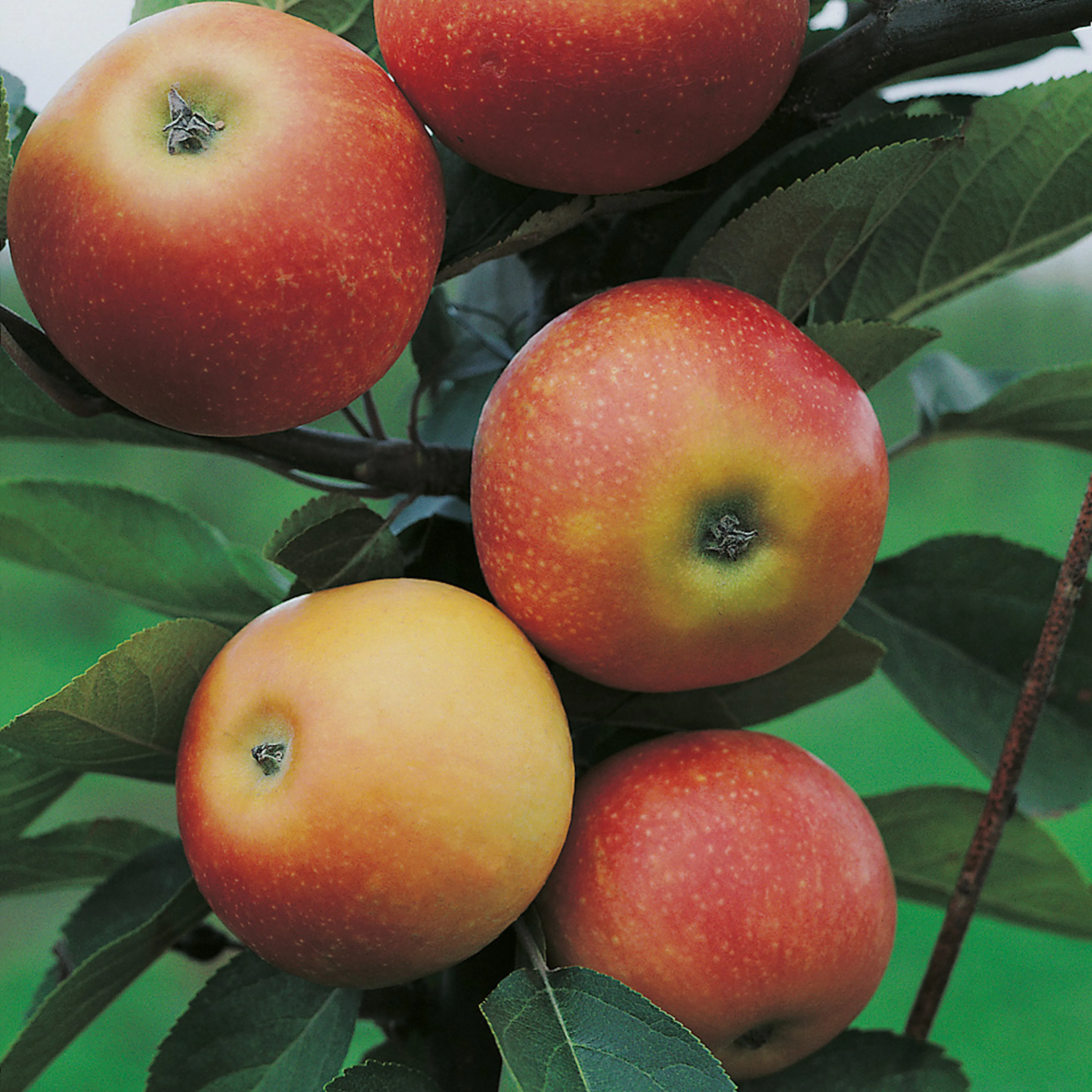 Äppelträd Omnia Garden Discovery E