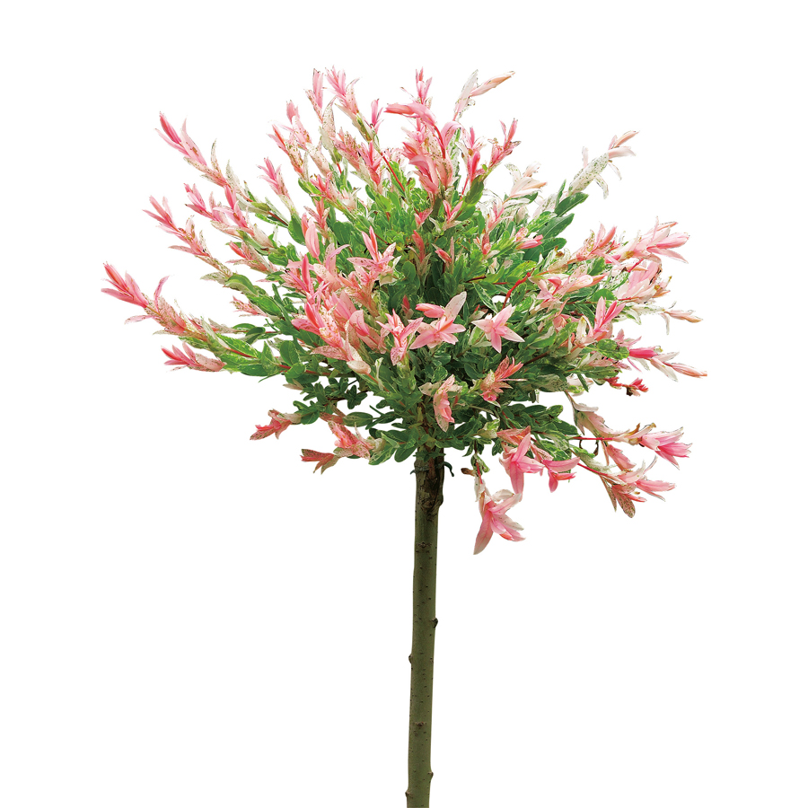 Prydnadsträd Omnia Garden Eukalyptusvide - Träd med Grönt Lövverk & Blomning 60 cm