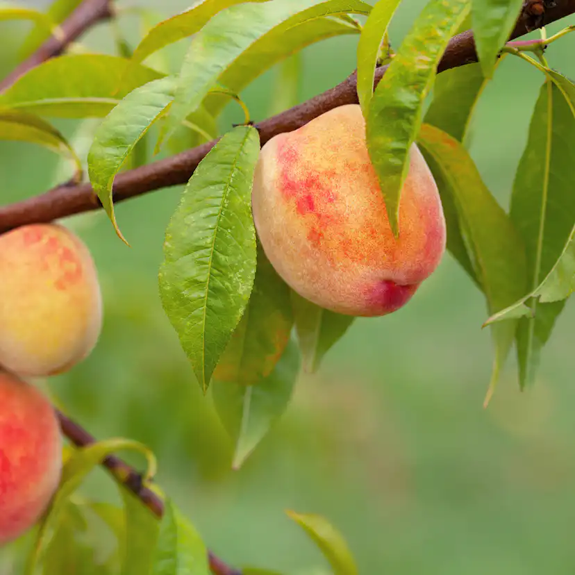 Träd Omnia Garden Persikot Redhaven - Fruktträd