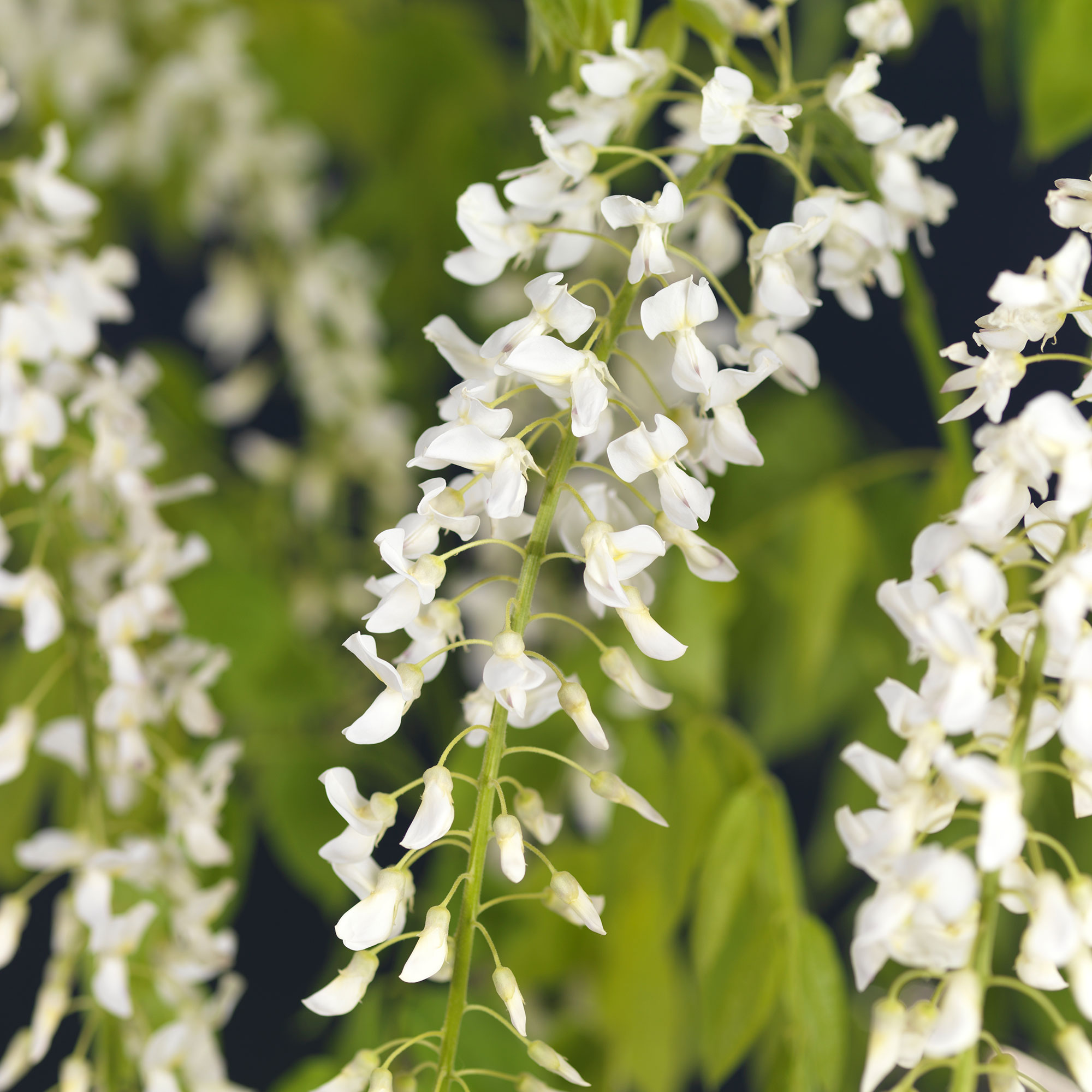 Klätterväxt Blåregn Omnia Garden Alba 40-60 cm