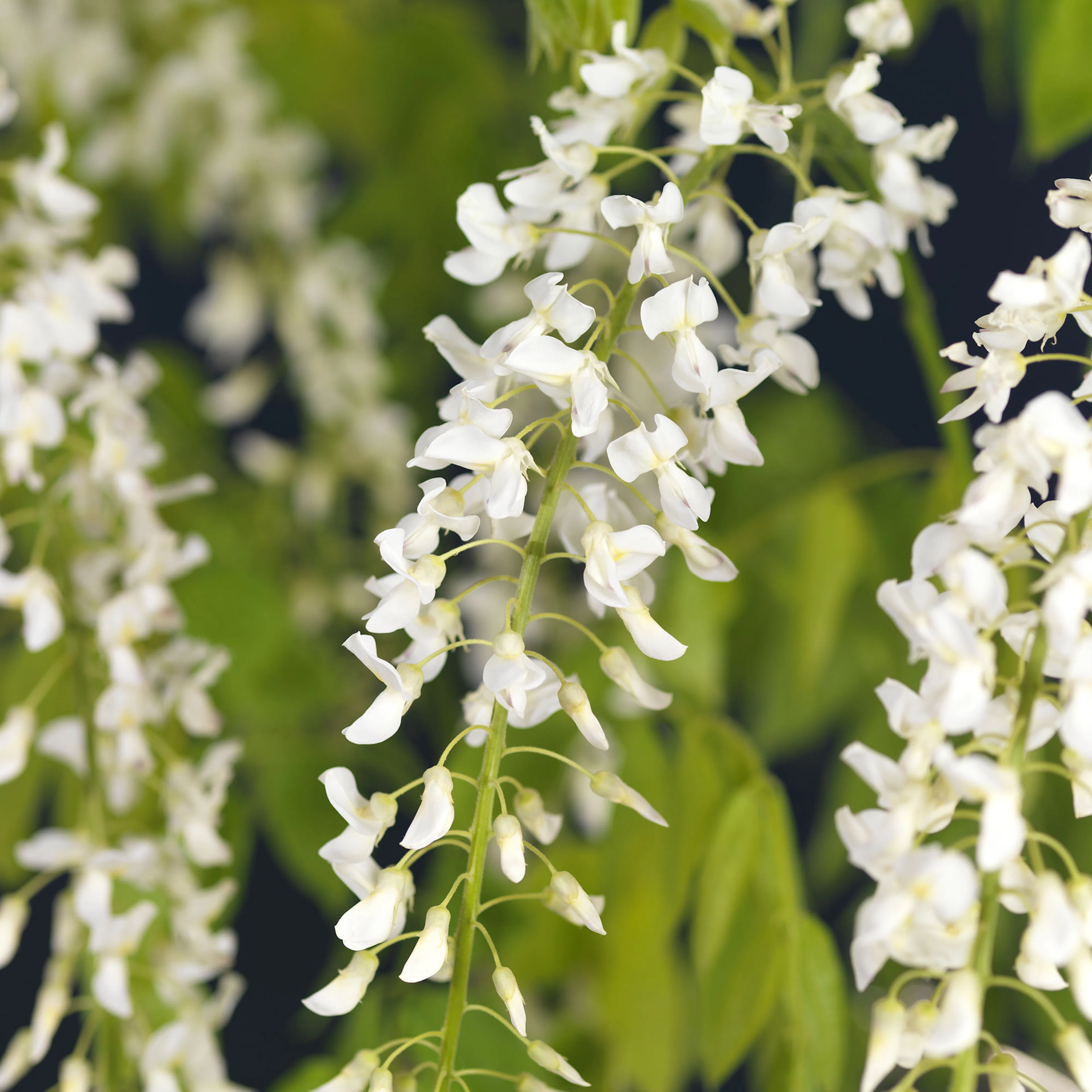 Klätterväxt Blåregn Omnia Garden Alba 40-60 cm