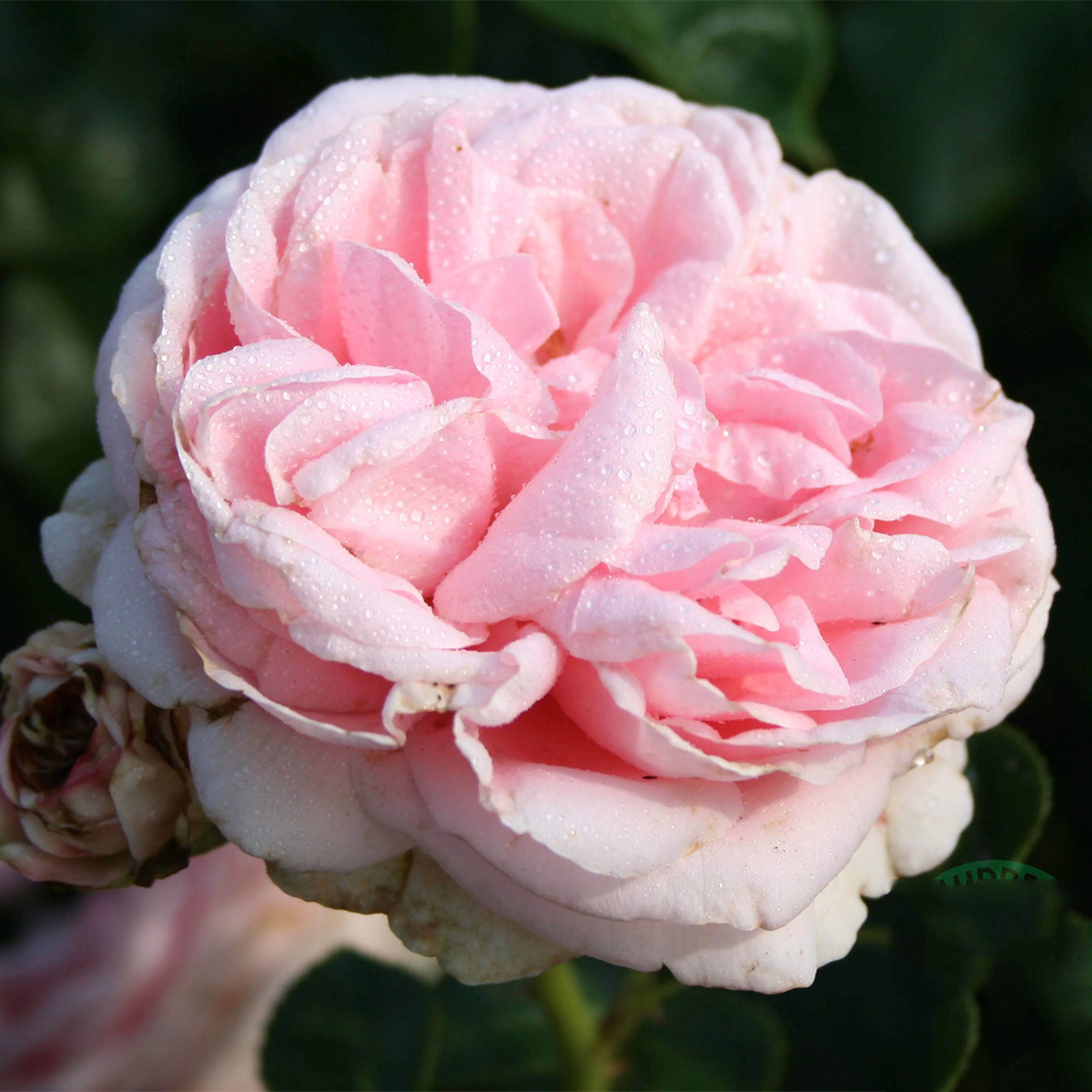 Rosa "Giardina", 5-pack 5-pack