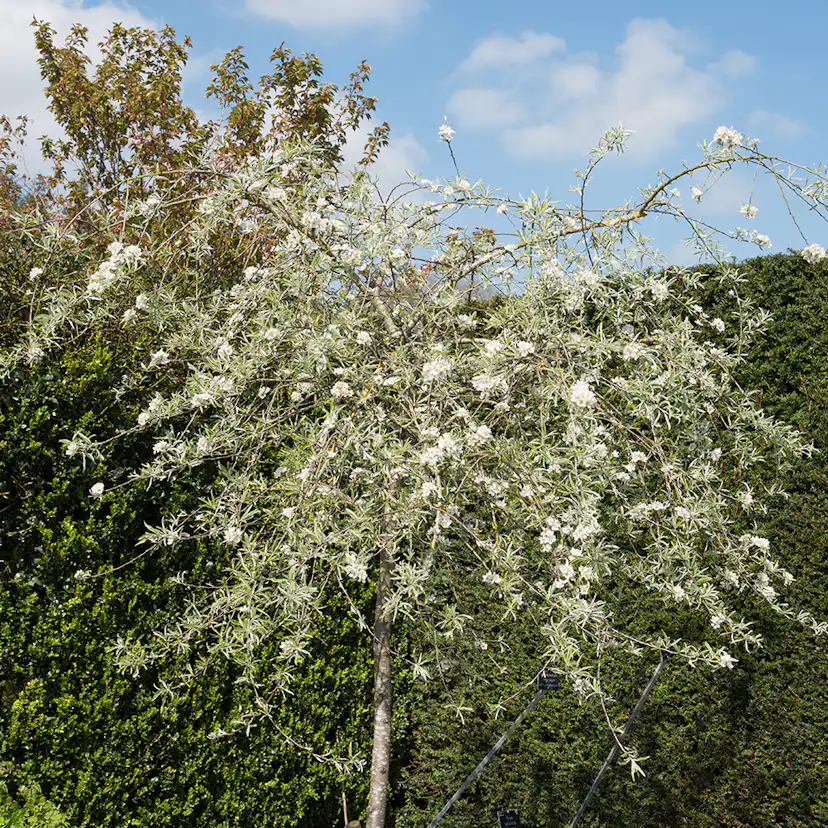 Prydnadsträd Omnia Garden Silverpäron, Grönt Lövverk & Vit Blomning, 100-120 cm