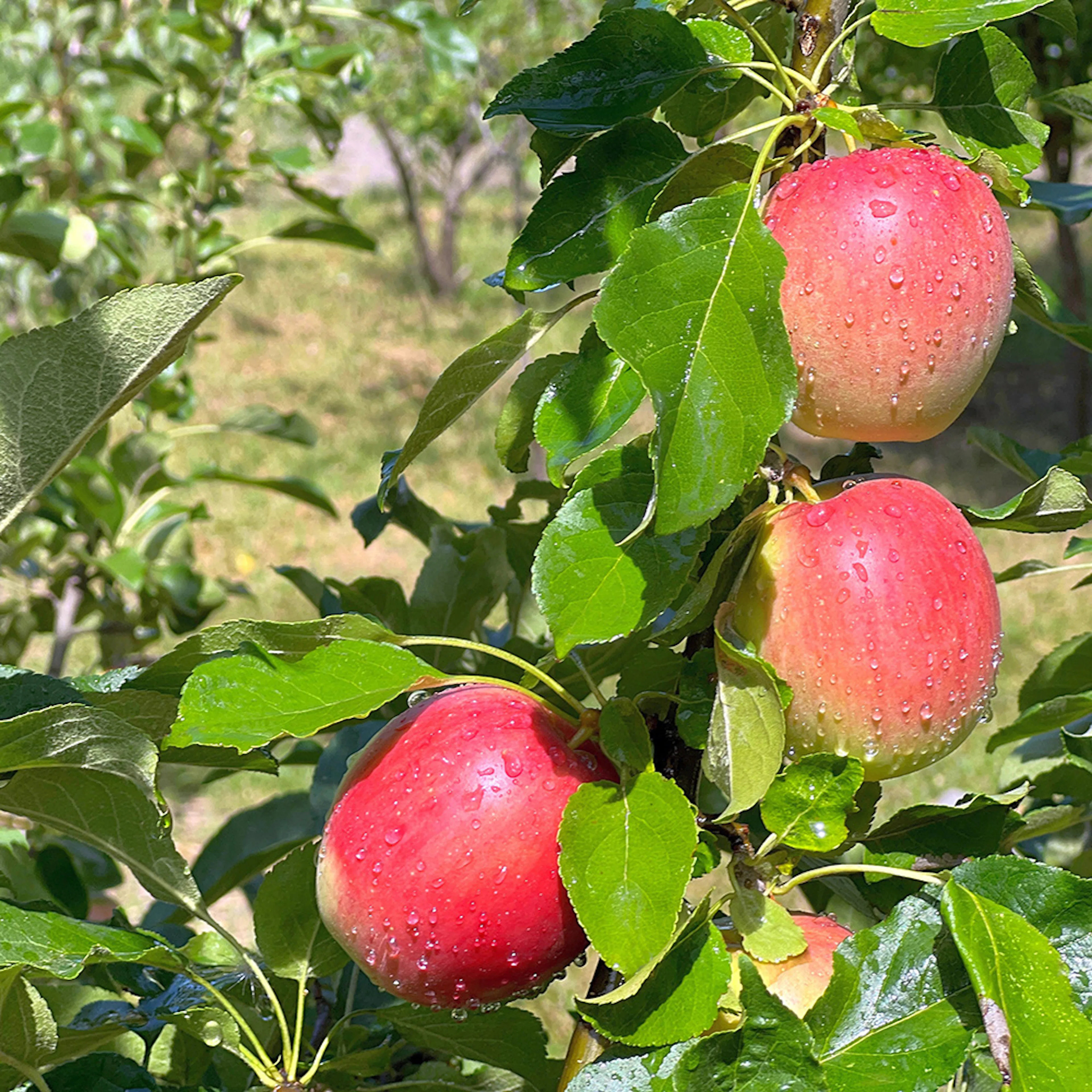 Äppelträd Omnia Garden Lovisa® E