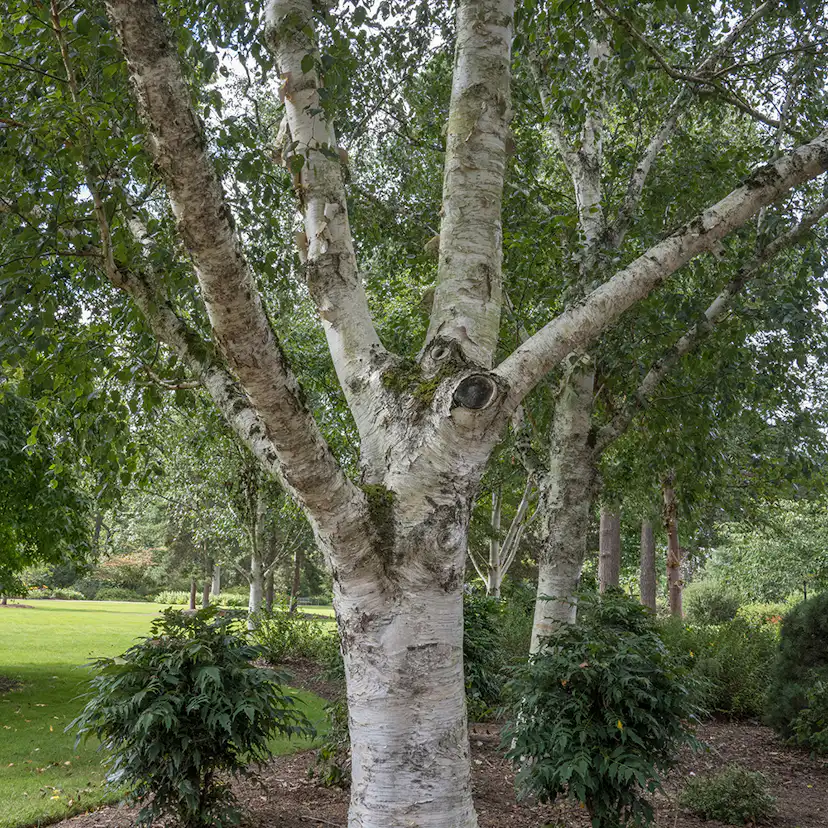 Prydnadsträd Omnia Garden Himalajabjörk, Gröna Lövverk & Gul Blomning, 150-200 cm