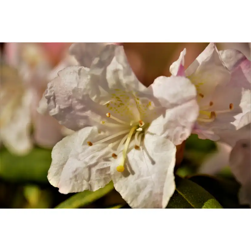 Rhododendron Amerikansk Alpros Omnia Garden Dora Amateis 25-30 cm