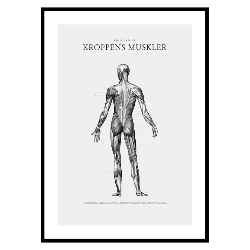 Poster Gallerix Kroppens Muskler Baksida