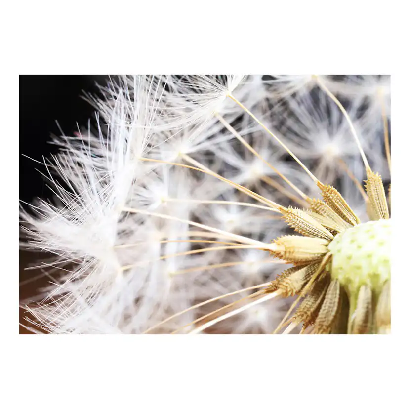 Fototapet Arkiio Fluffy Dandelion
