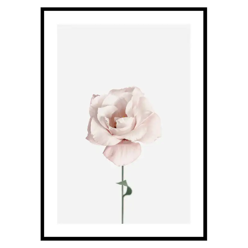 Poster Gallerix Pink Rose No1