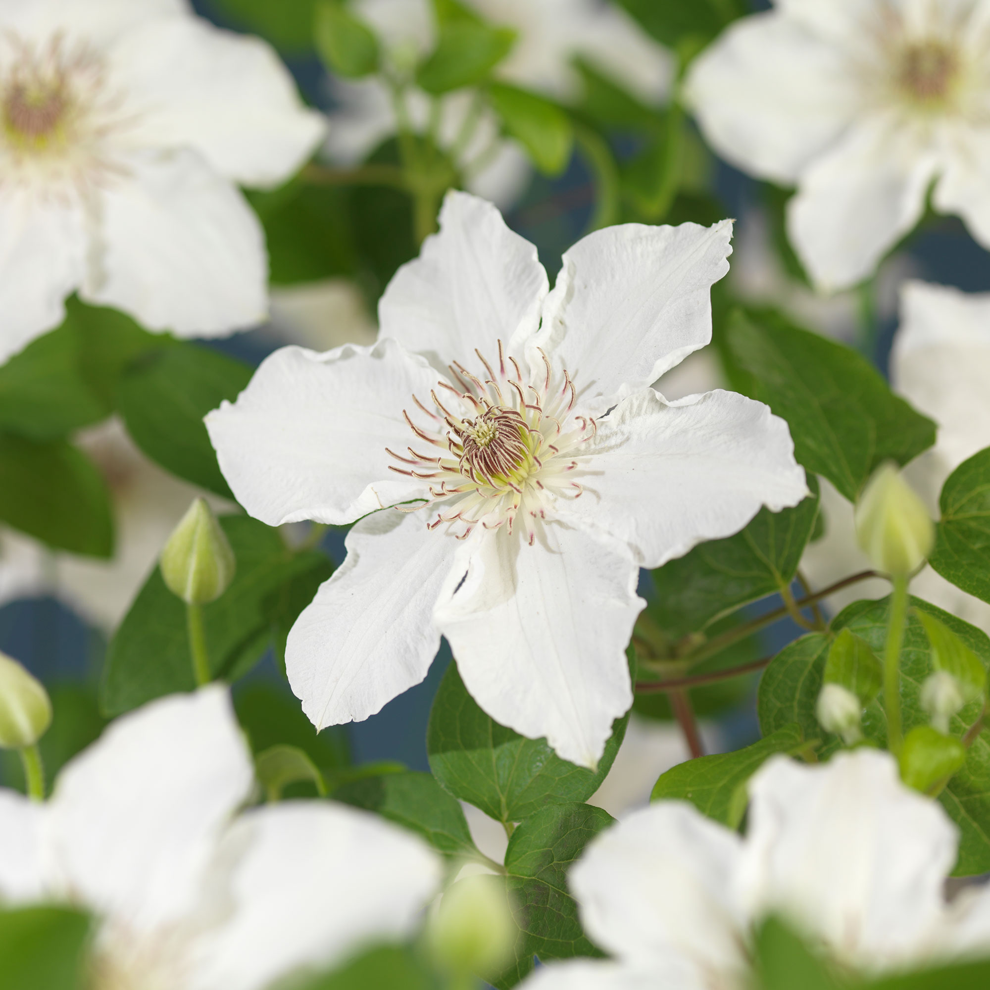 Klätterväxt Tidig storblommig Klematis Omnia Garden Destiny 40-60 cm