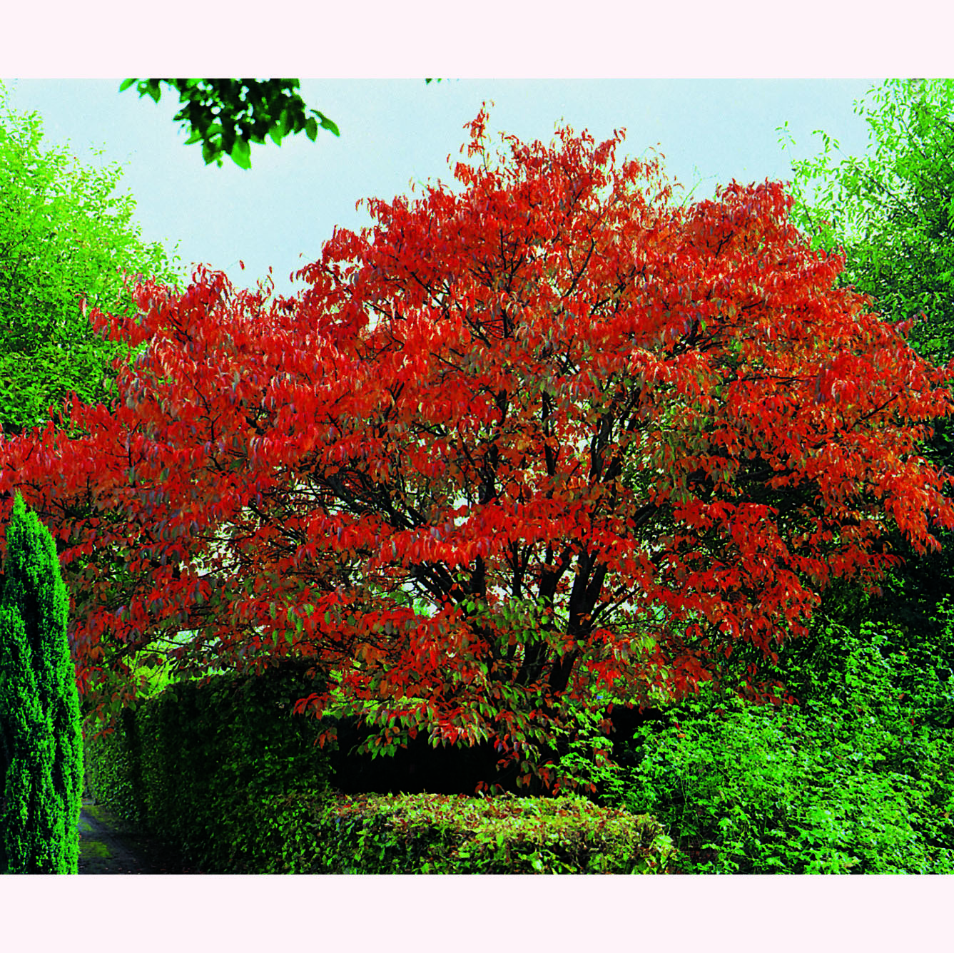 Prydnadsbuske Omnia Garden Solitär Bergkörsbär med Rosa Blomning & Grönt Lövverk, 150-200cm