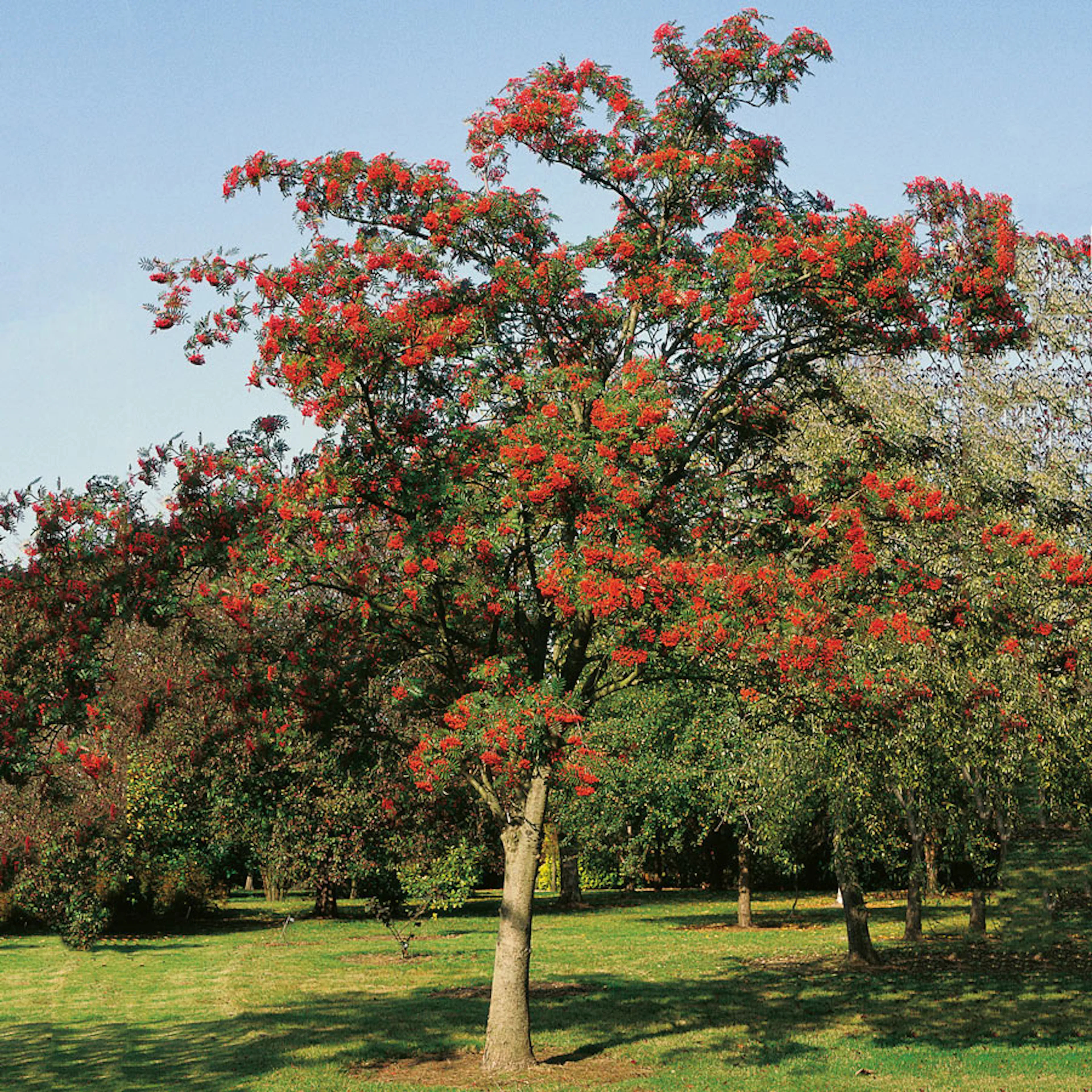 Prydnadsträd Omnia Garden Japansk Rönn med Grönt Lövverk & Vit Blomning, 150-200 cm
