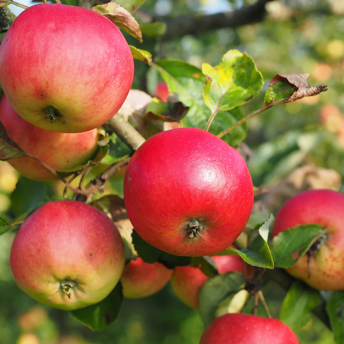 Äppelträd Omnia Garden Discovery E Svagväxande